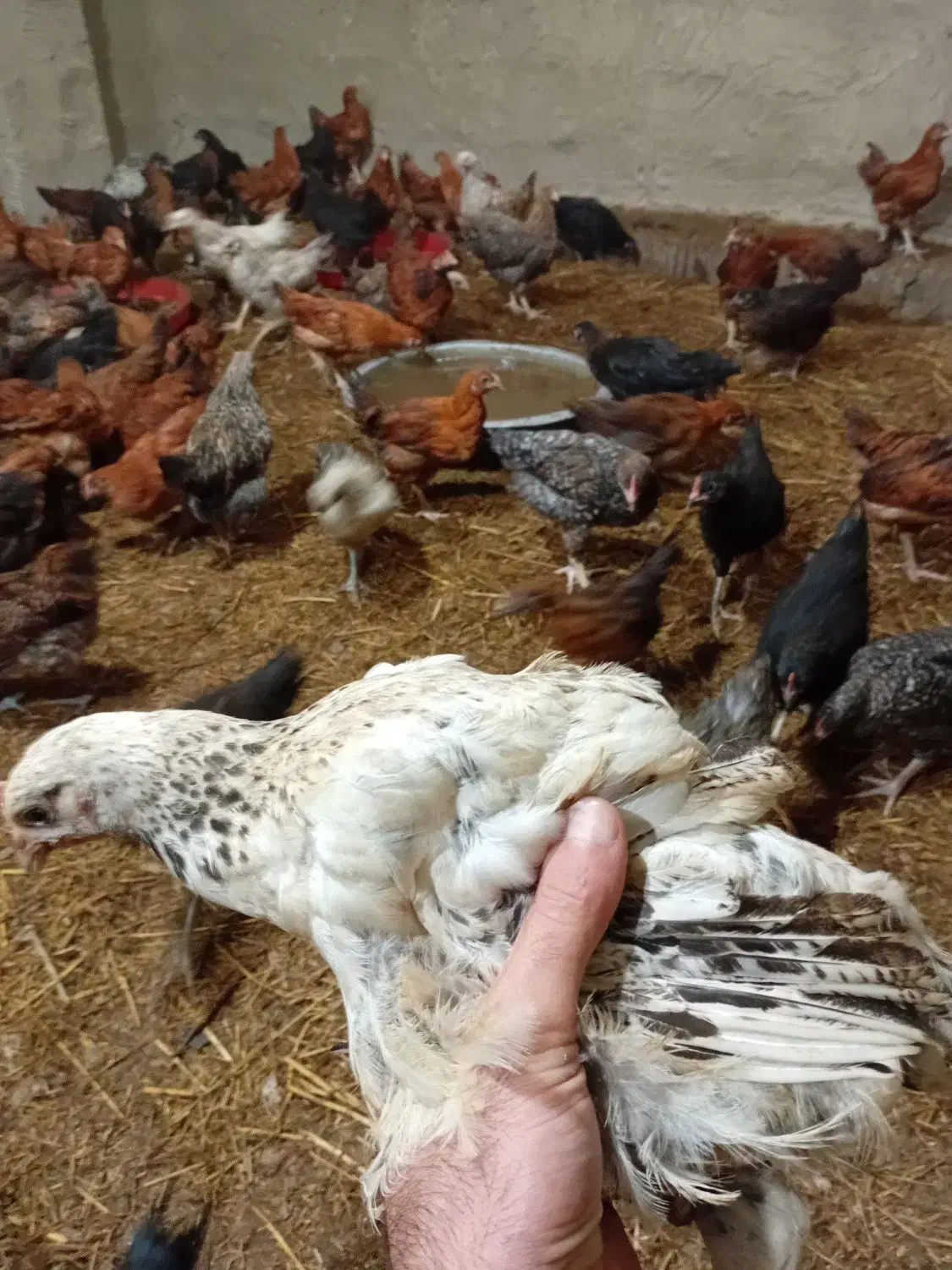 ۱۷۰۰۰۰|حیوانات مزرعه|شفت, |دیوار