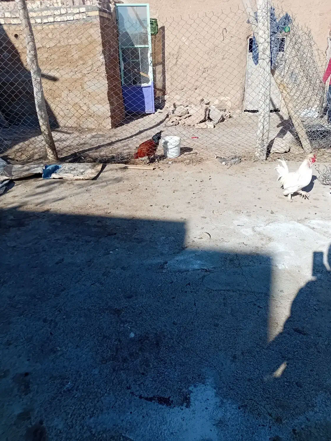 ۲۰ عدد|حیوانات مزرعه|افشار, |دیوار