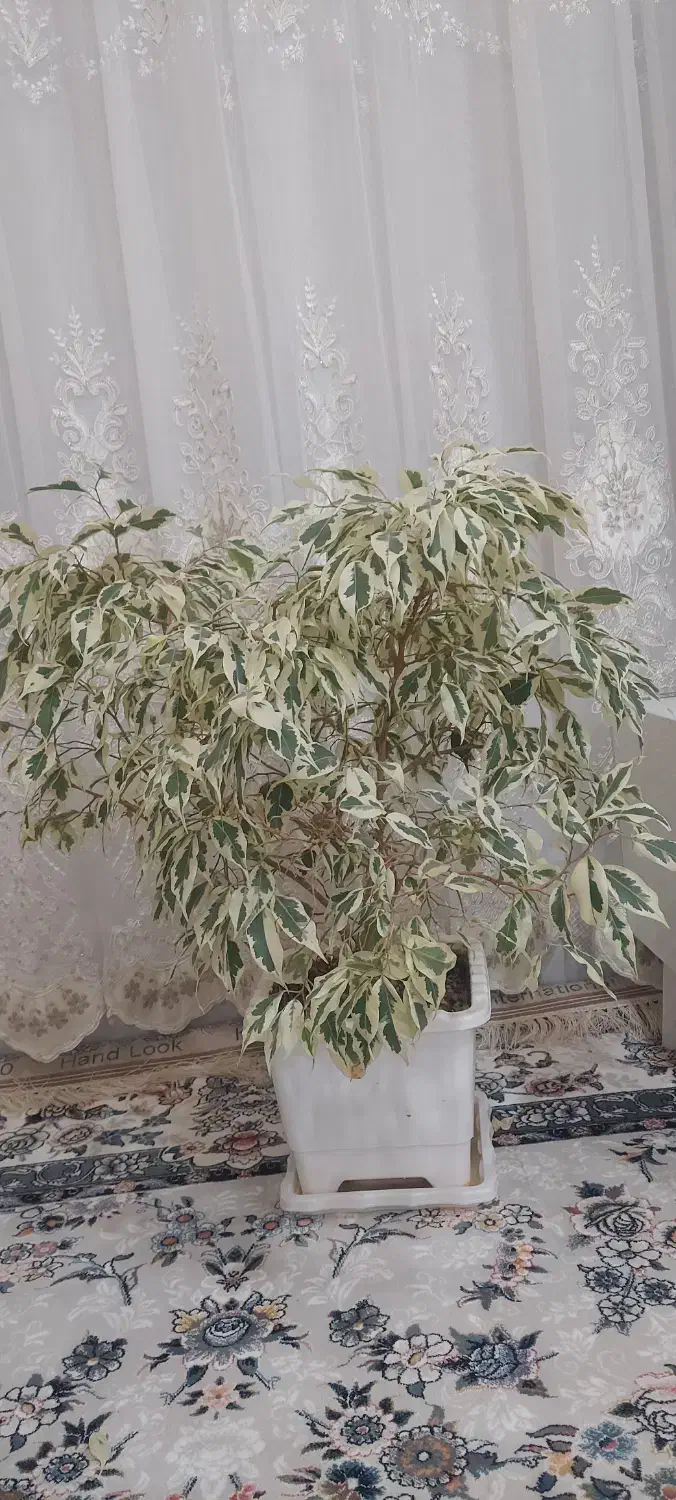 گیاه|گل و گیاه طبیعی|پیرانشهر, |دیوار