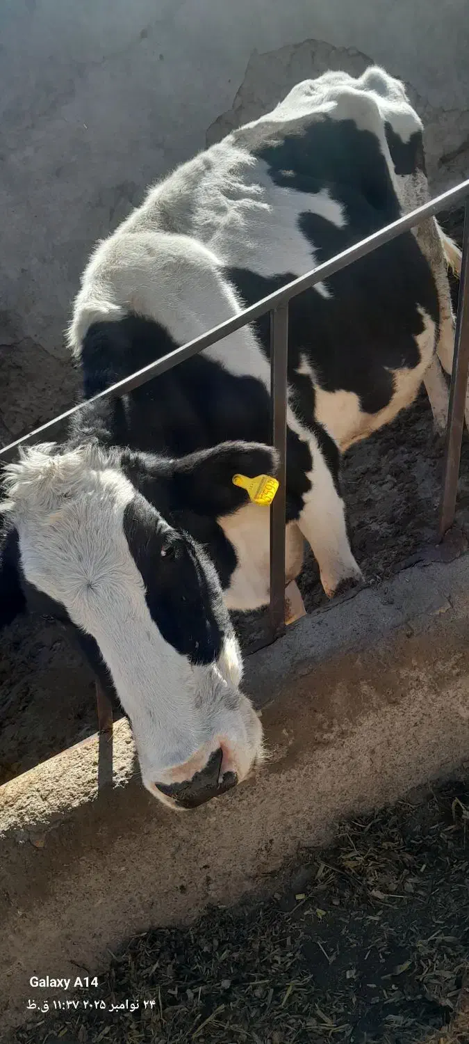 گاو شکم ۳|حیوانات مزرعه|آبکوه, |دیوار