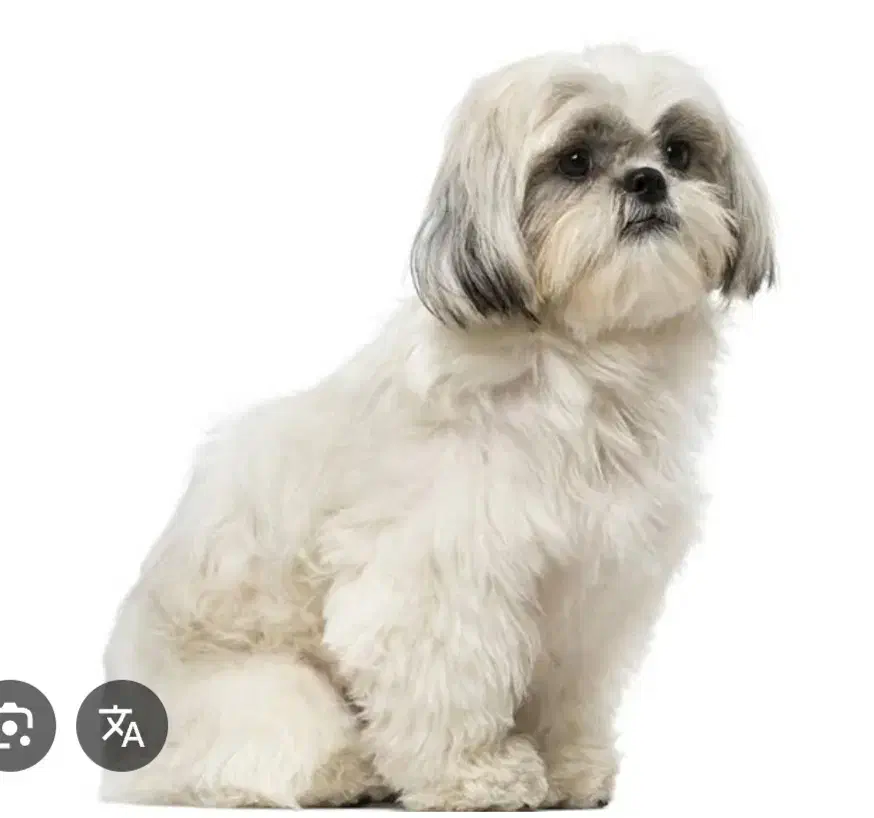 مدل آرایش حیوانات خانگی|خدمات پیشه و مهارت|شاهین‌شهر, بوستان حافظ|دیوار