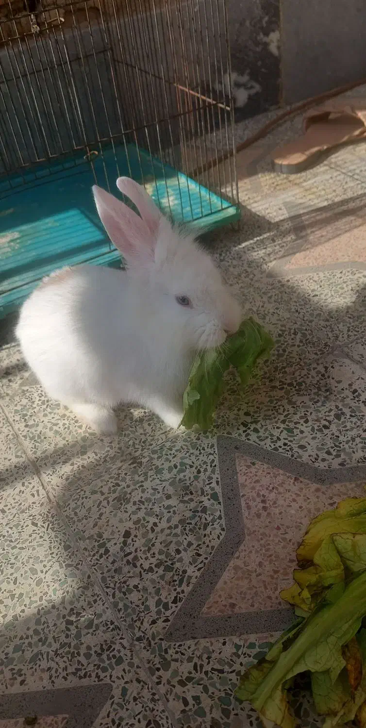 خرگوش|موش و خرگوش|شیراز, شهرک قمشه|دیوار