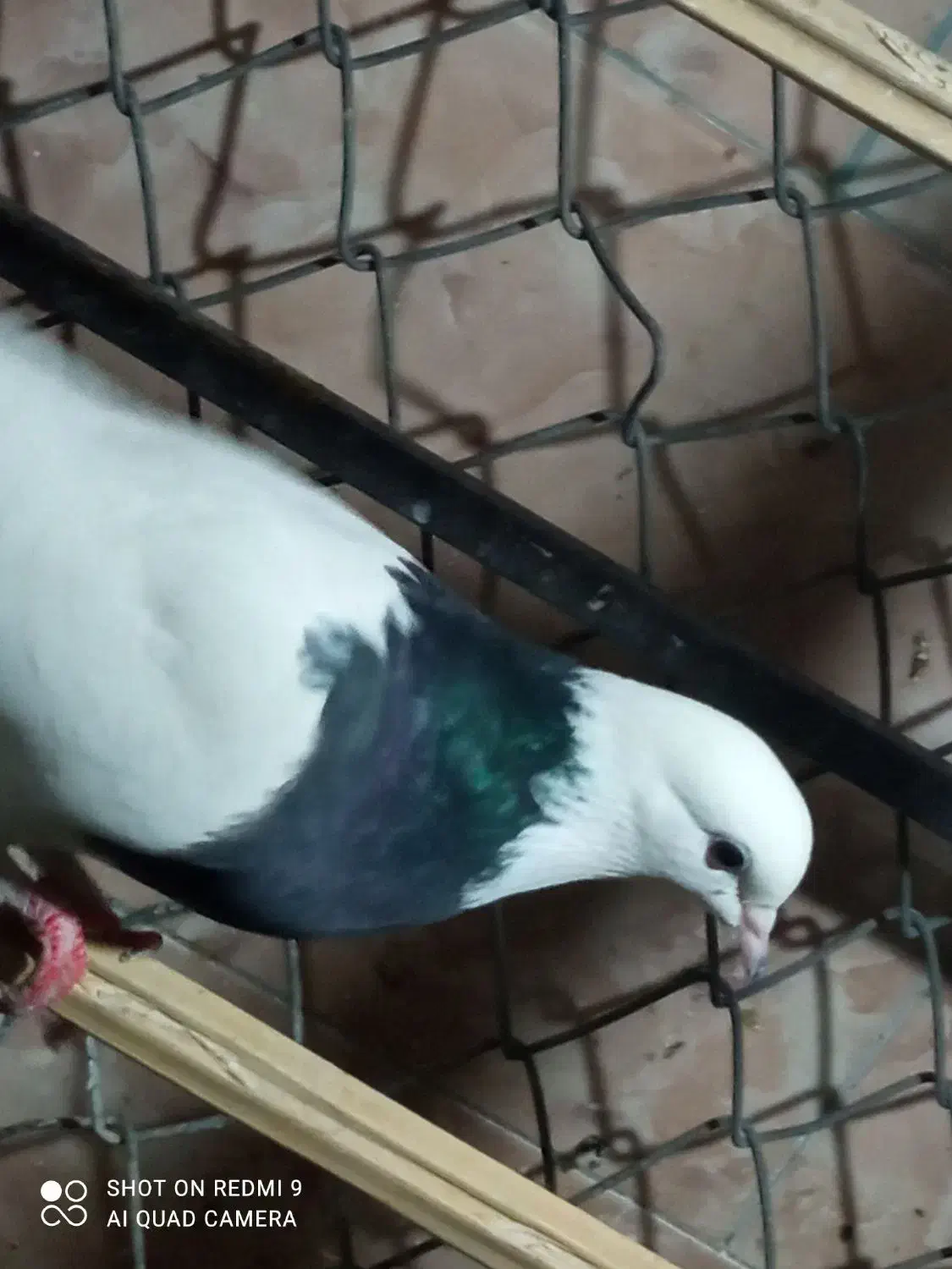 طوقی|پرنده|بم, |دیوار