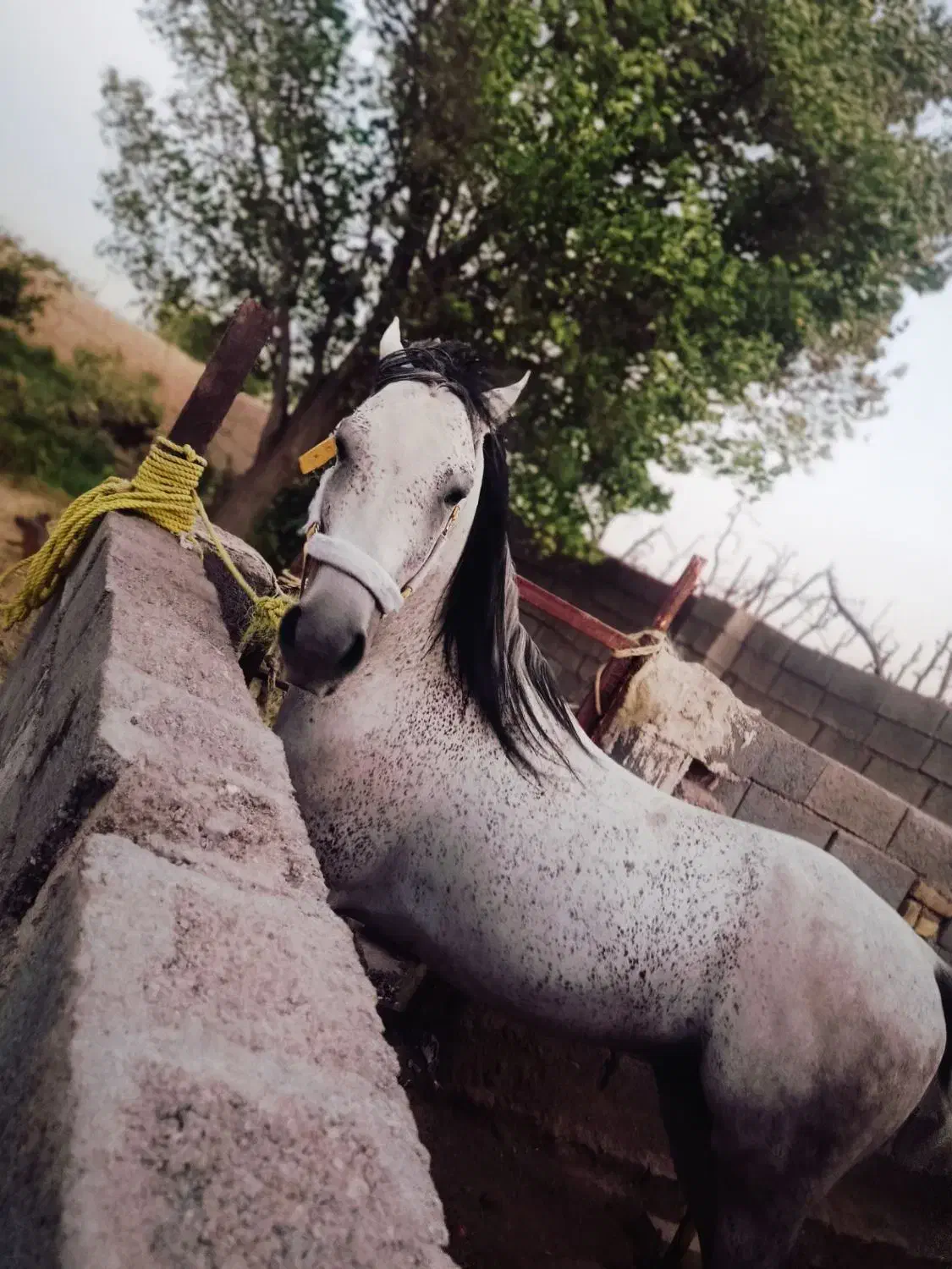 اسب|اسب و تجهیزات اسب‌سواری|خواف, |دیوار