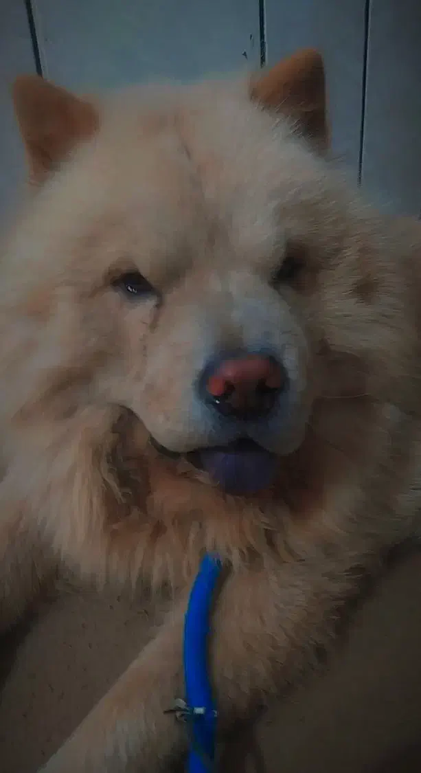 سگ چاو چاو|سگ|داراب, |دیوار