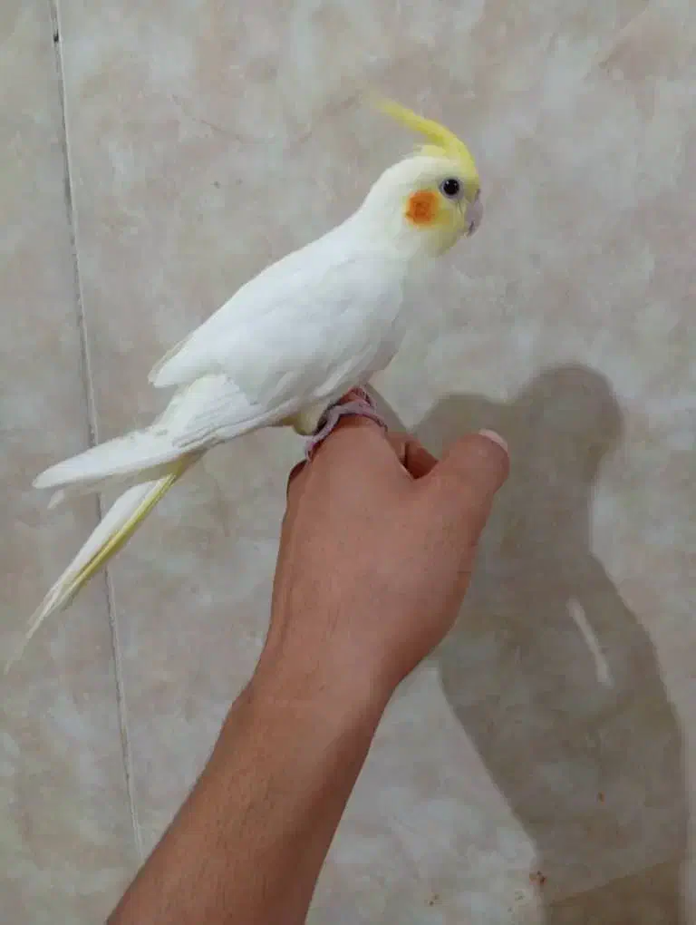 عروس هلندی|پرنده|خورموج, |دیوار