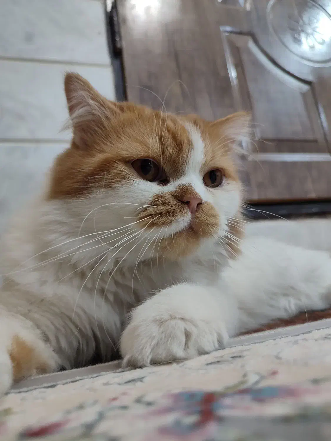 گربه بریتیش (نر)|گربه|قم, باسکول|دیوار