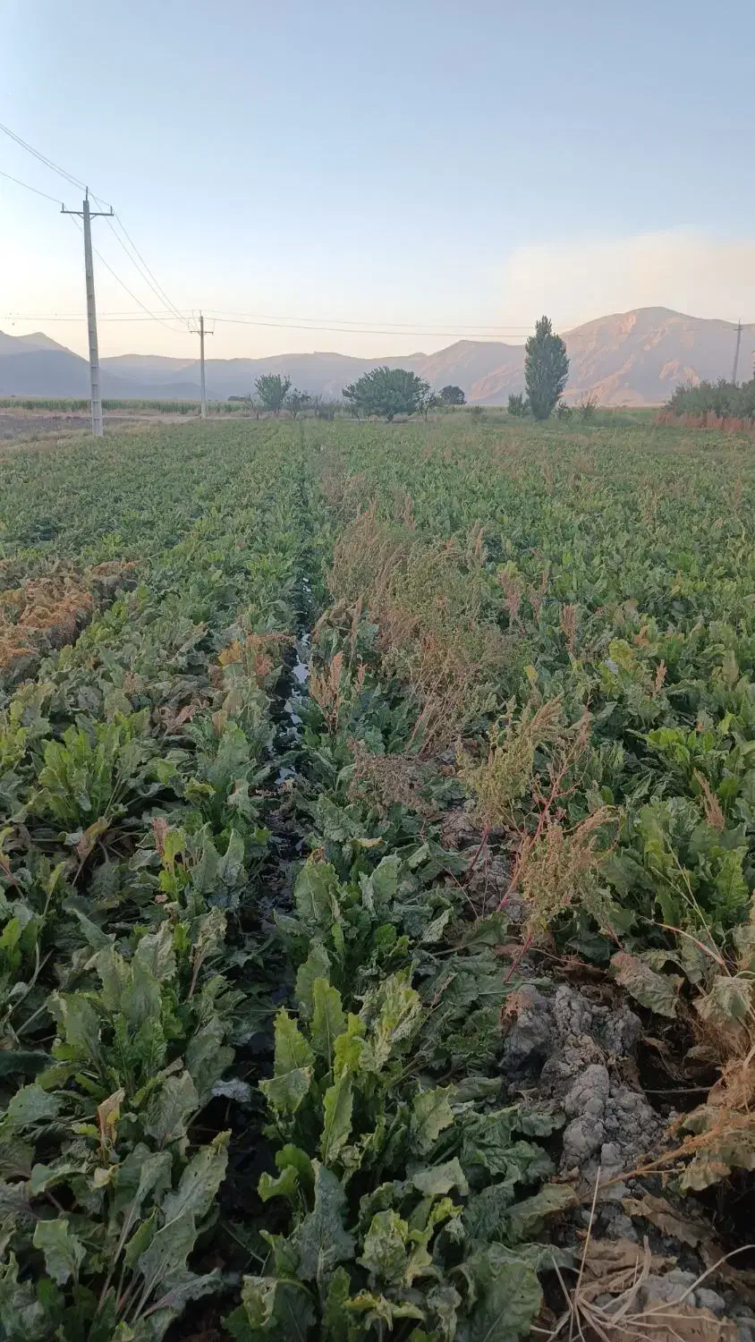 نیازمند ماشین برای چغندر|خدمات حمل و نقل|بیستون, |دیوار