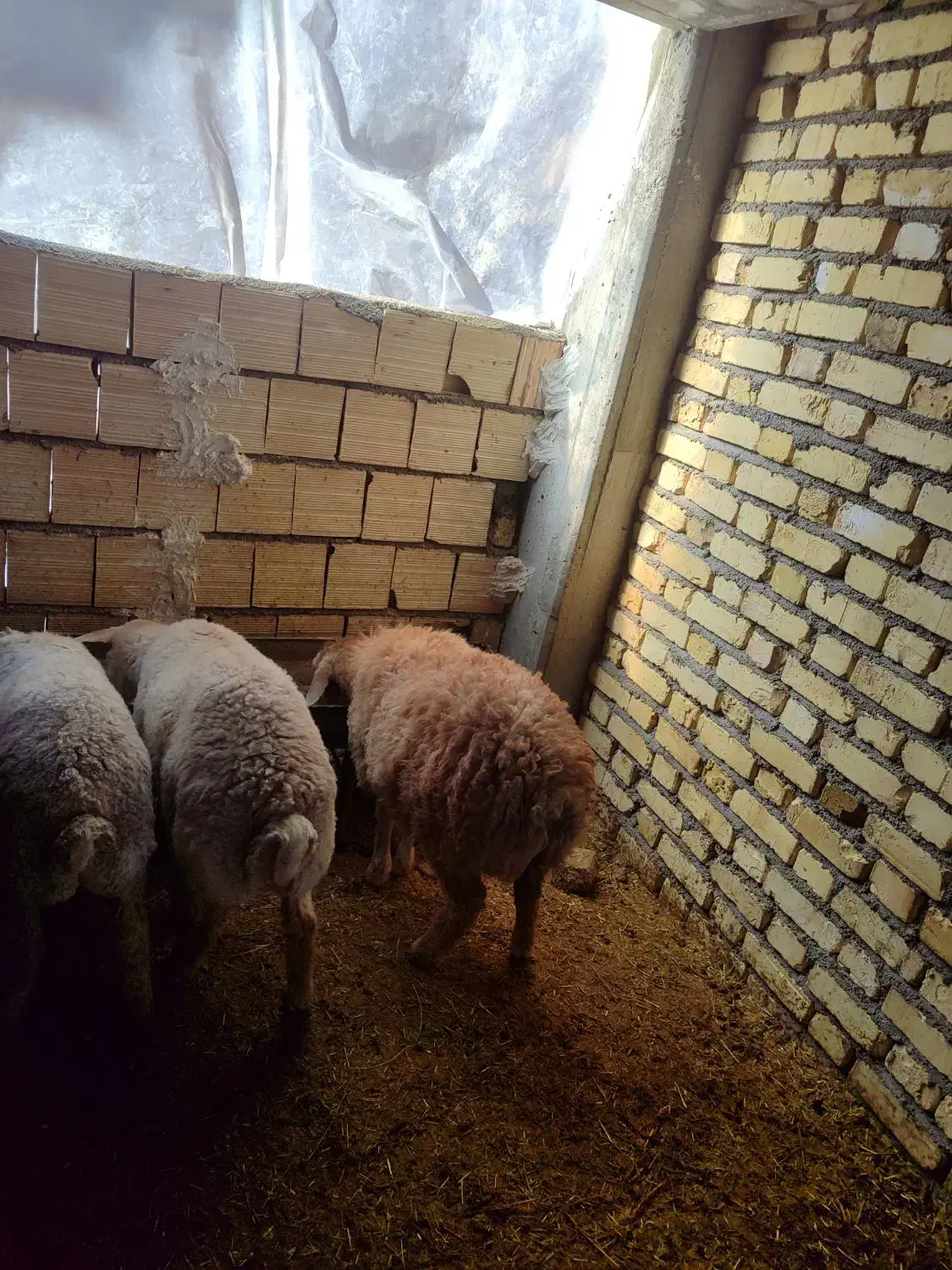 بره نر|حیوانات مزرعه|بجنورد, |دیوار