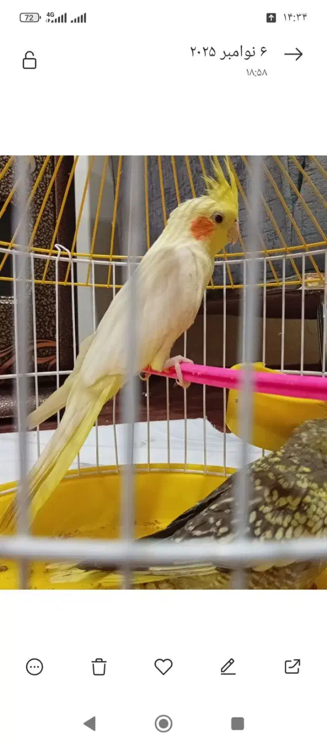 2عدد طوطی عروس هلندی با دوتا قفس وهمه ی وسایل|پرنده|ارومیه, |دیوار