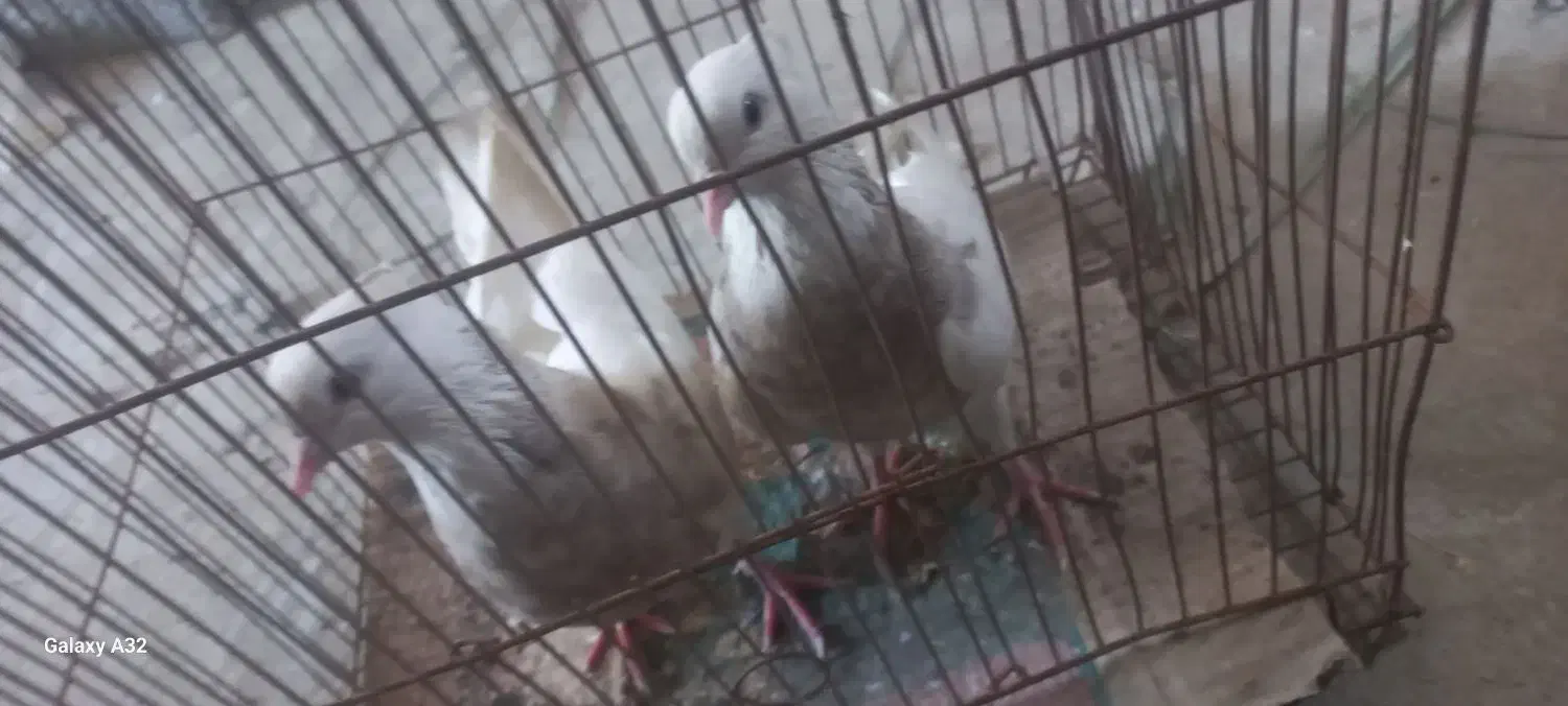 طوقی اجوری جفت ۹۰۰|پرنده|بندرعباس, |دیوار