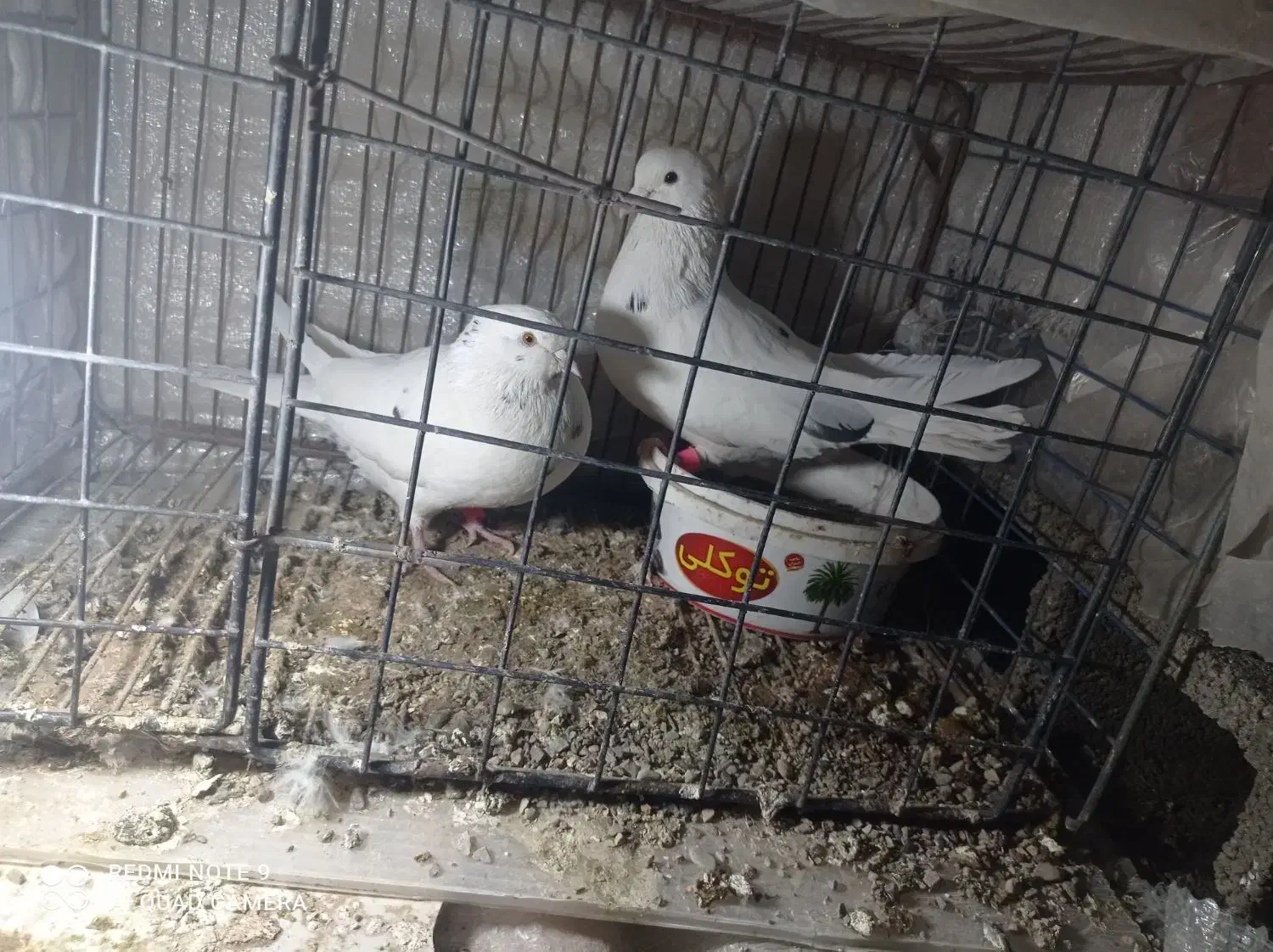 کفتر|پرنده|هشتگرد, شهرک وحدت|دیوار