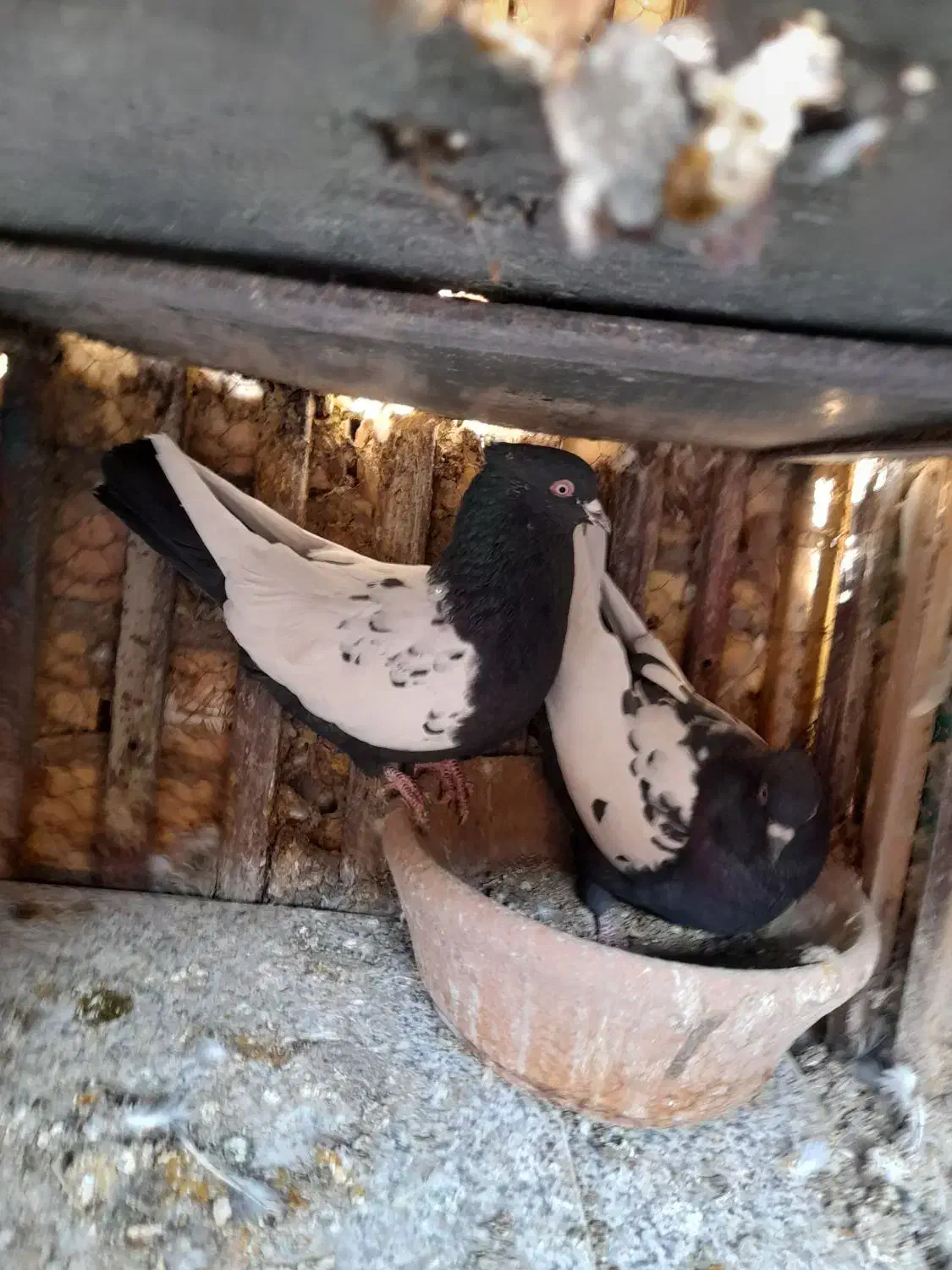 سینه ای وسرور|پرنده|لنجان, |دیوار