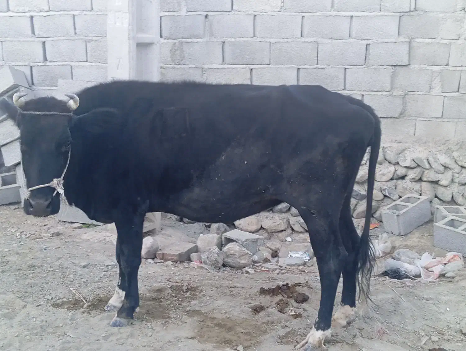 گاو هیکلی خارجی شیری فروش فوری|حیوانات مزرعه|دامن, |دیوار