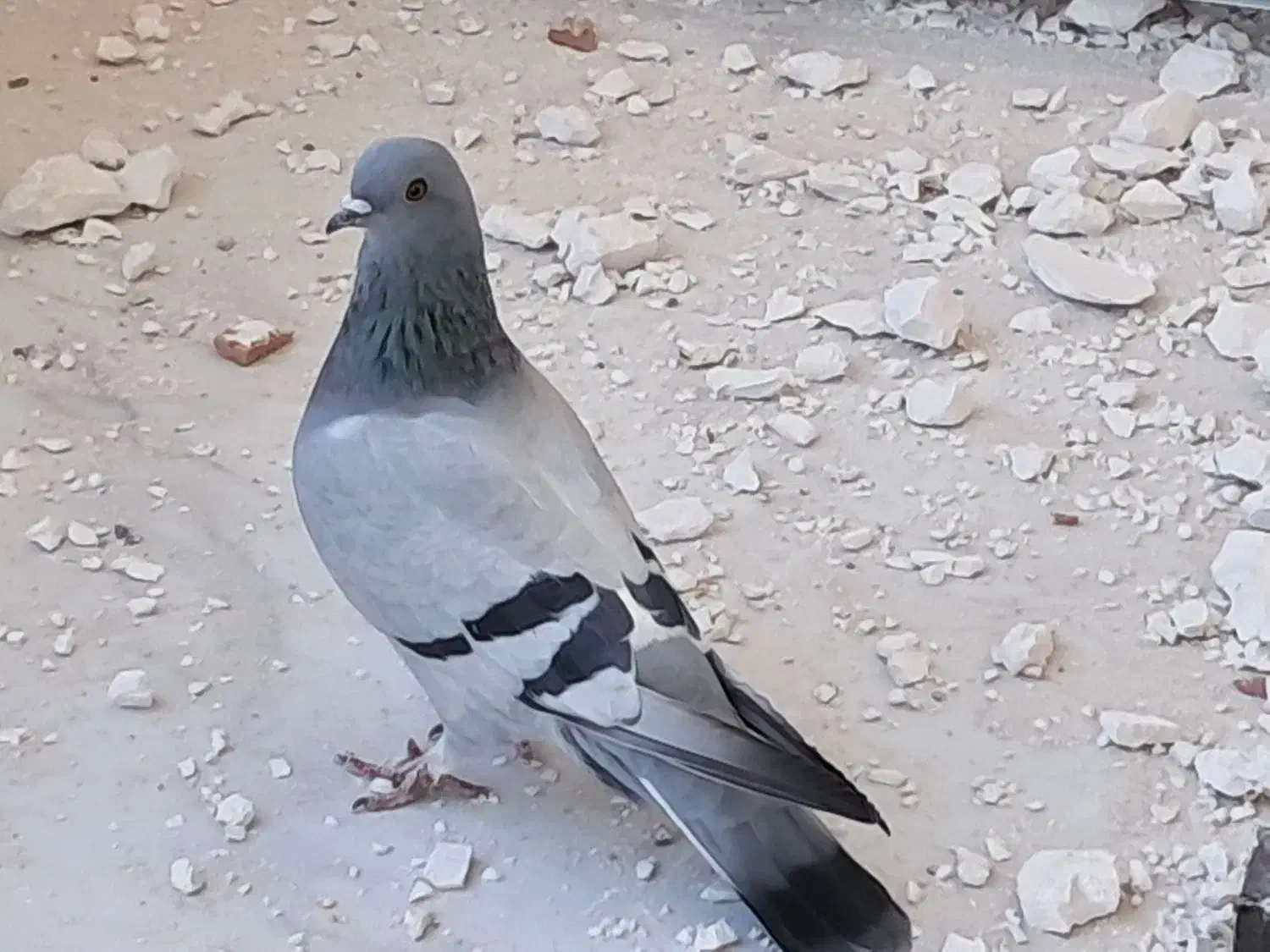 پرنده|پرنده|چرداول, |دیوار