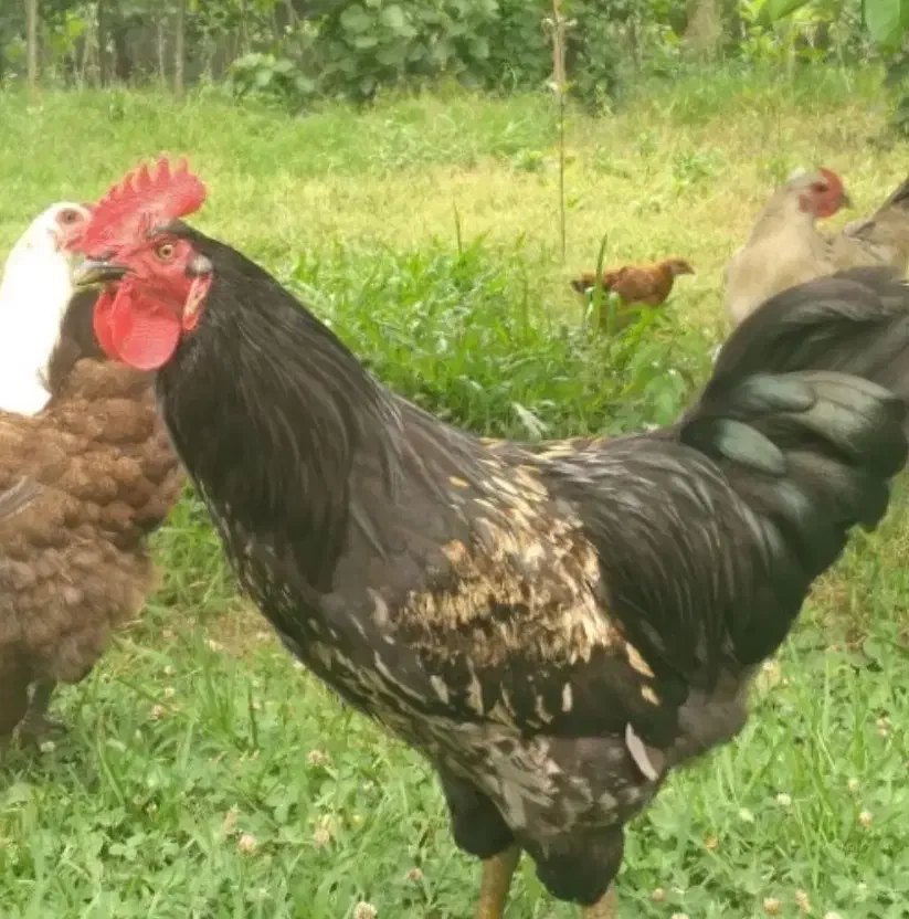 مرغ خروس|حیوانات مزرعه|سیرجان, |دیوار