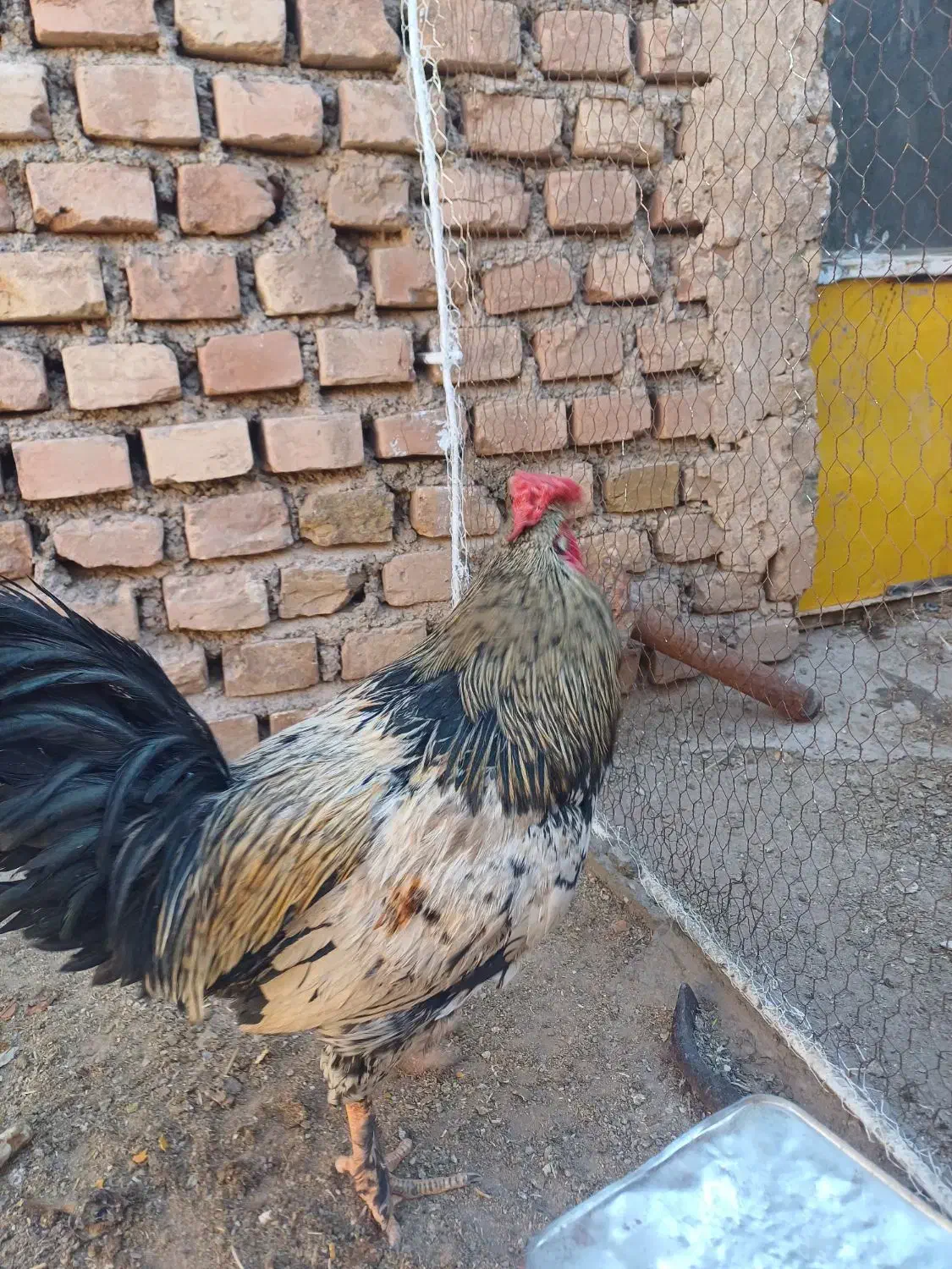 مرغ وخروس.|حیوانات مزرعه|فردوس (خراسان), |دیوار