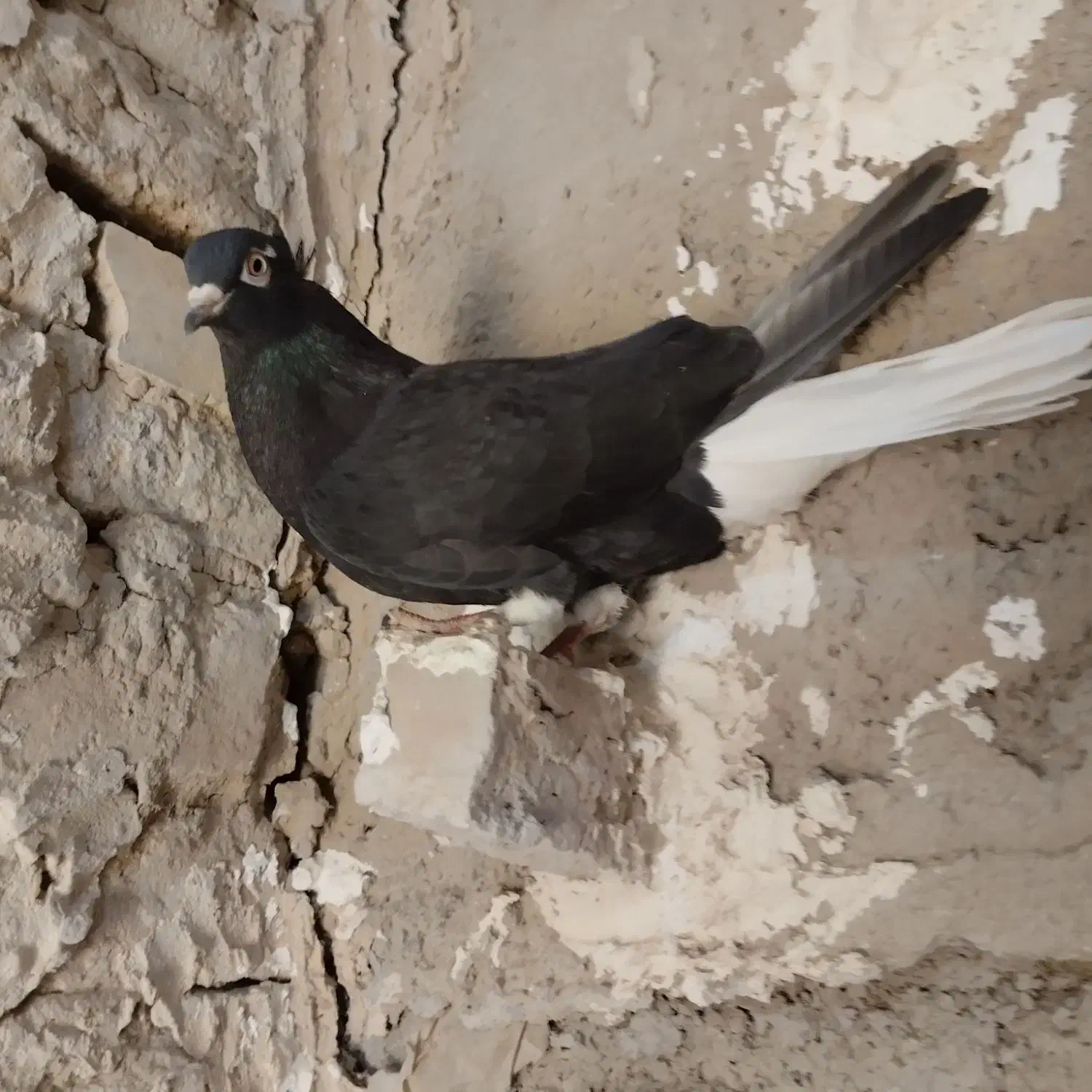 کبوتر|پرنده|نیشابور, فردوس شمالی|دیوار