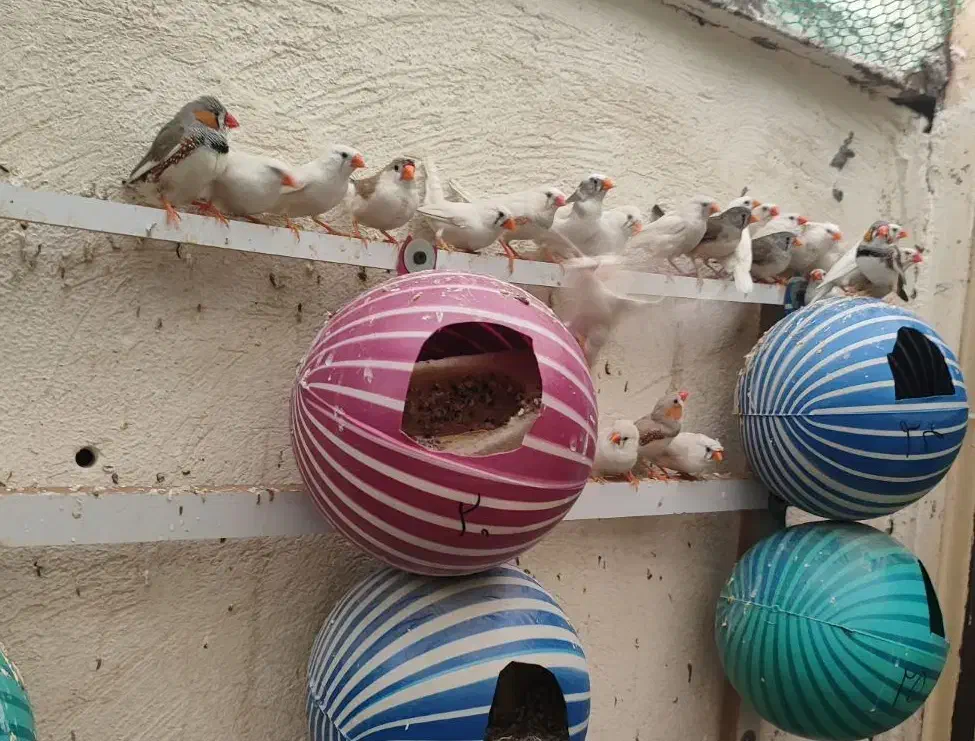 فنچ و لونه فنچ|پرنده|قزوین, |دیوار