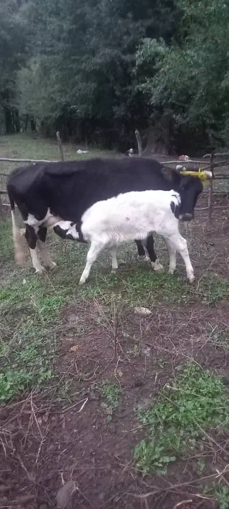 گاو و گوساله|حیوانات مزرعه|فاضل آباد, |دیوار