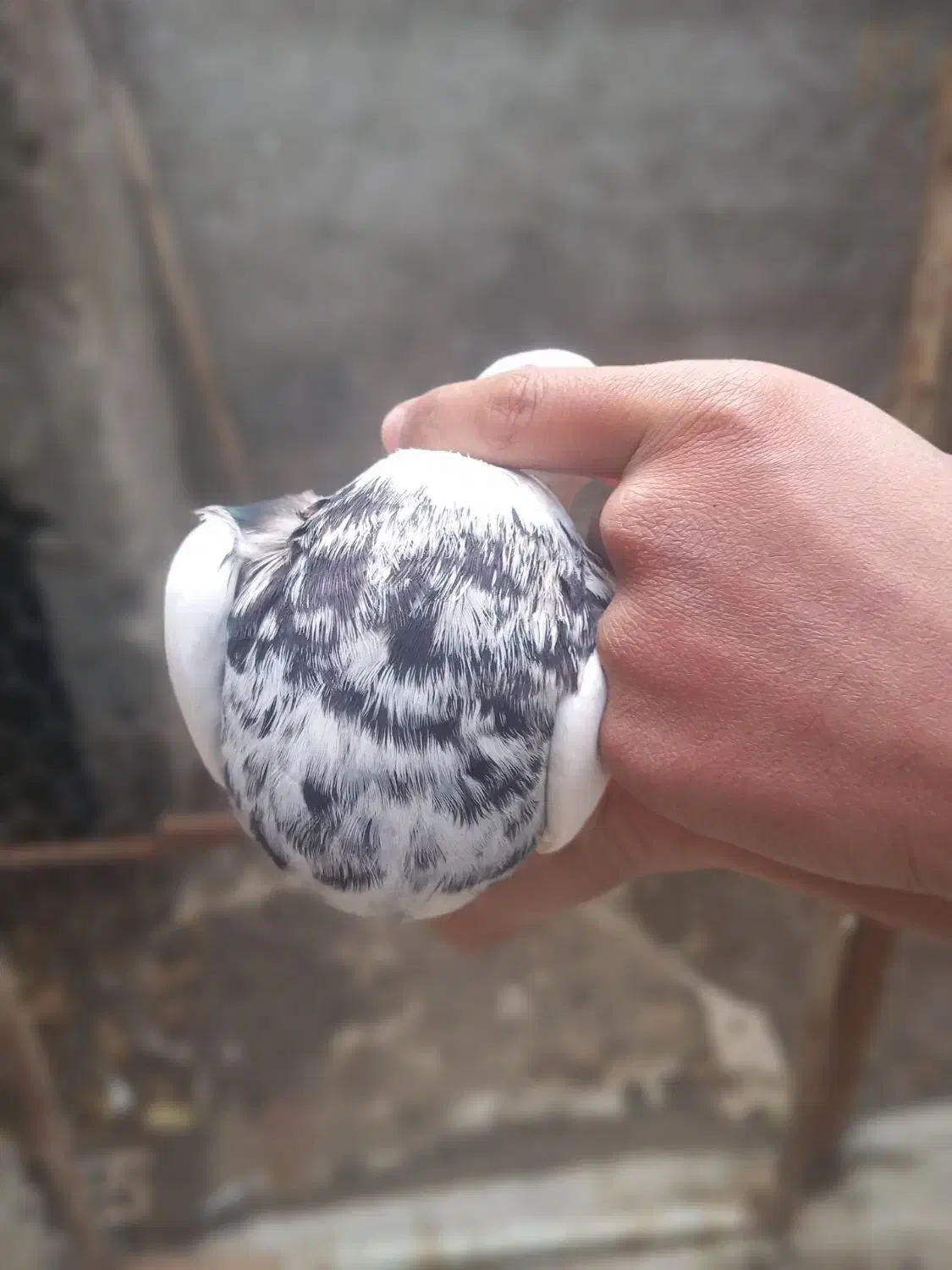 طوقی الماسی|پرنده|رامیان, |دیوار