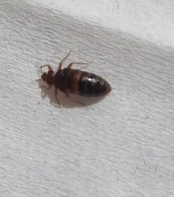 سم پاشی با تجربه|خدمات نظافت|بوشهر, |دیوار