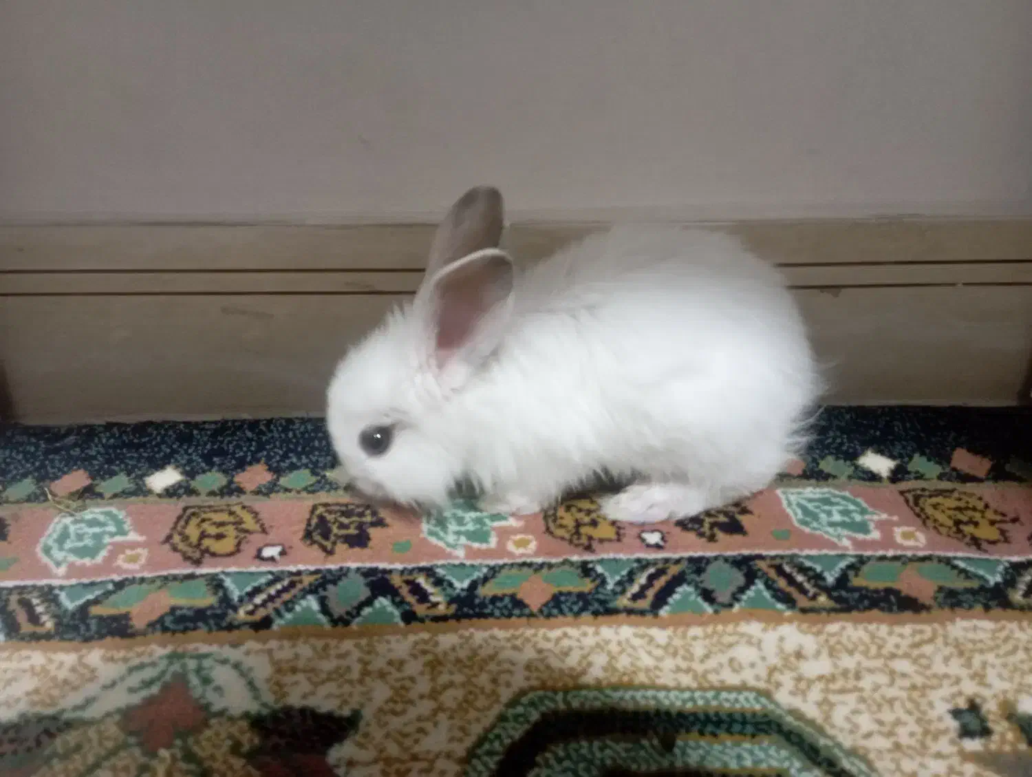 خرگوش و وسایل|موش و خرگوش|محمدیه-قزوین, |دیوار