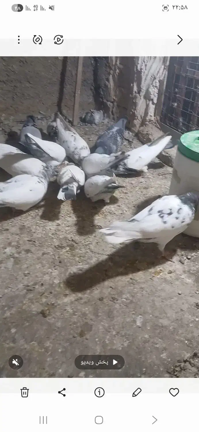 باسلام 5تا شهرستانی هم هست|پرنده|پاکدشت, پاکدشت (مامازند)|دیوار