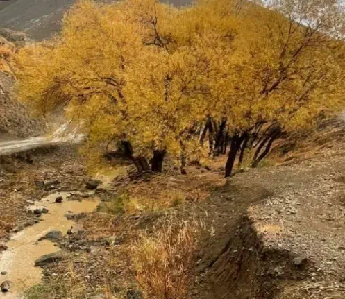 باغچه وردیج ازگیلک ۴۵۰ متر|فروش زمین و ملک کلنگی|کن, |دیوار