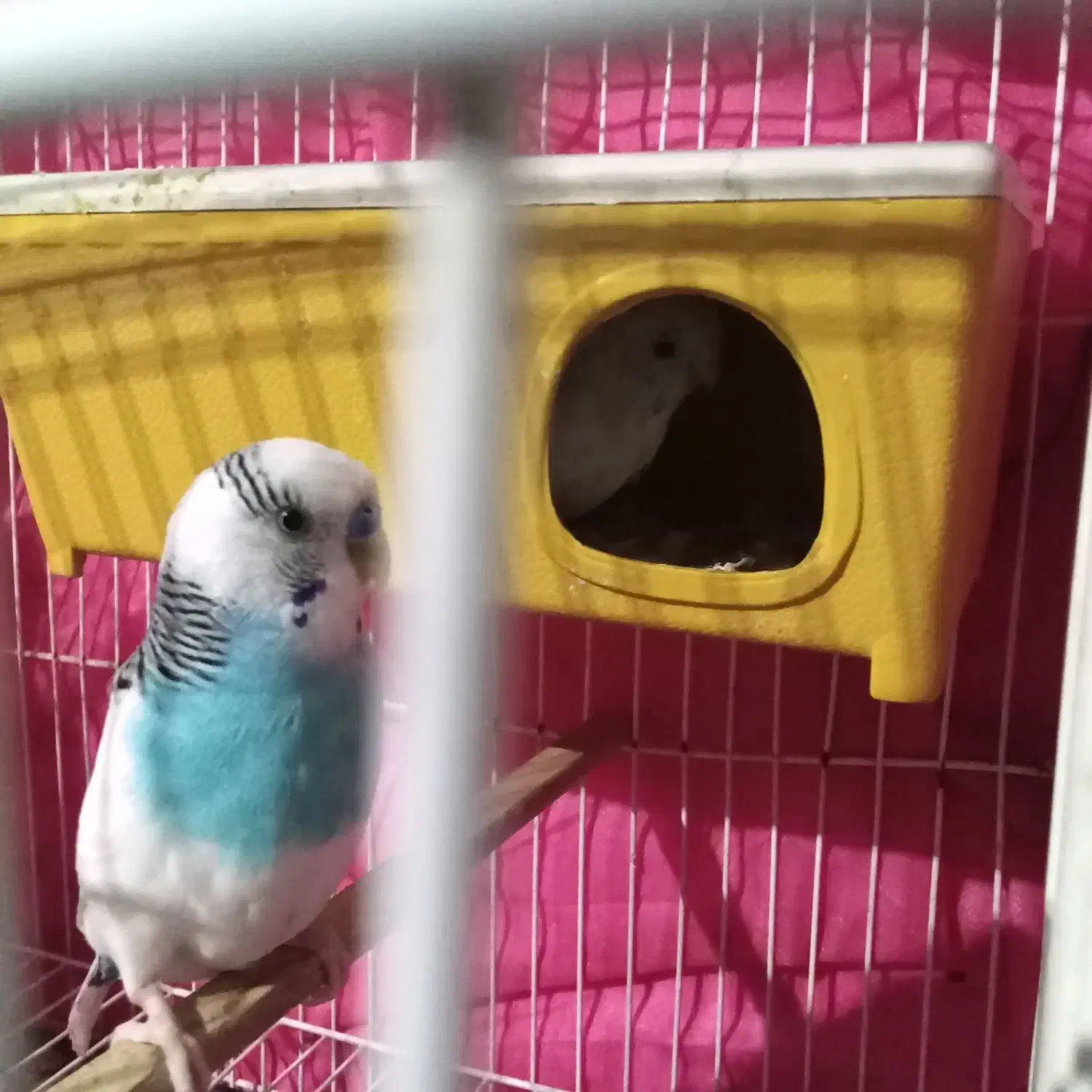 مرغ عشق و فنچ|پرنده|فشاپویه, |دیوار