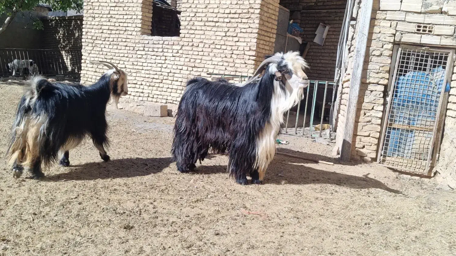 فروش چپش دبر.بعده|حیوانات مزرعه|لاران, |دیوار