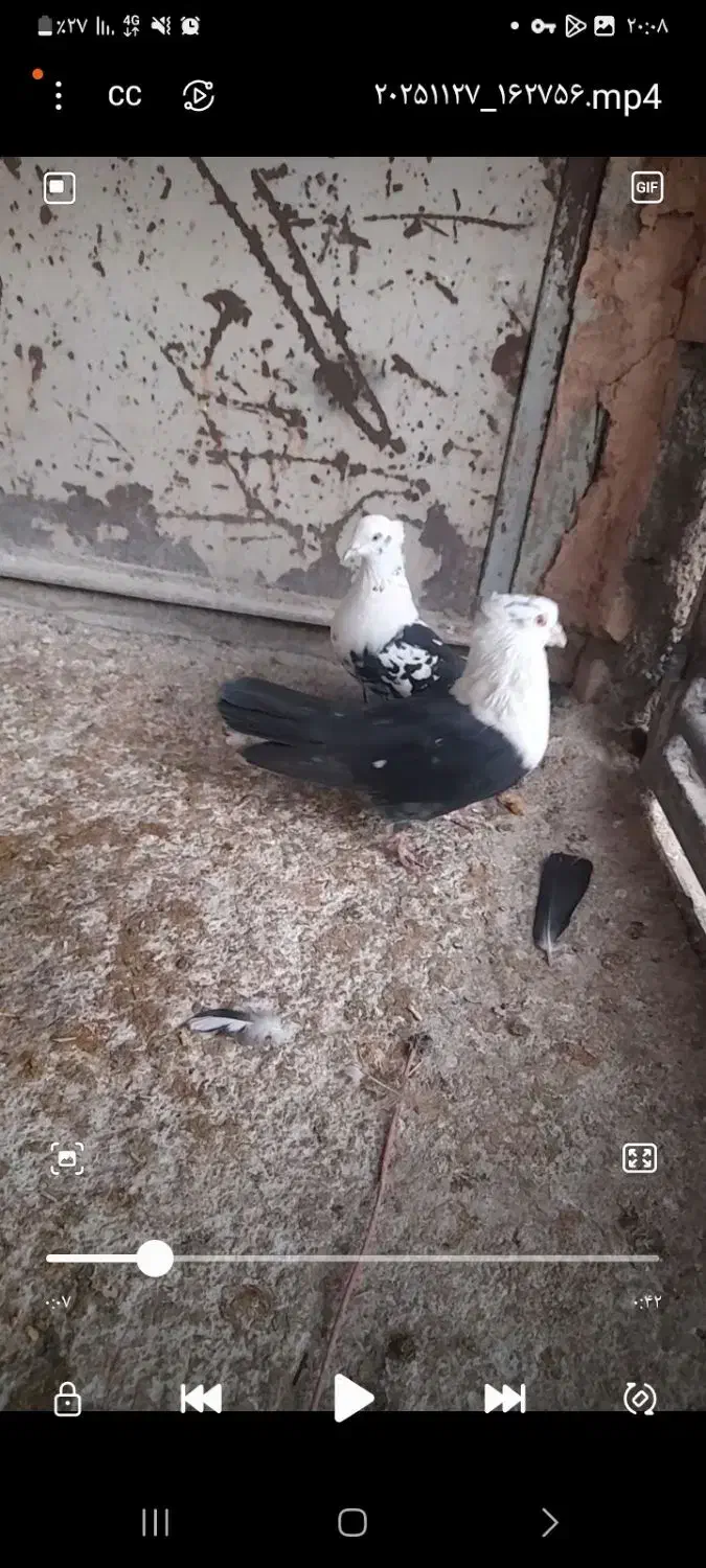 کلاغ اصلی|پرنده|نیشابور, دهنو|دیوار