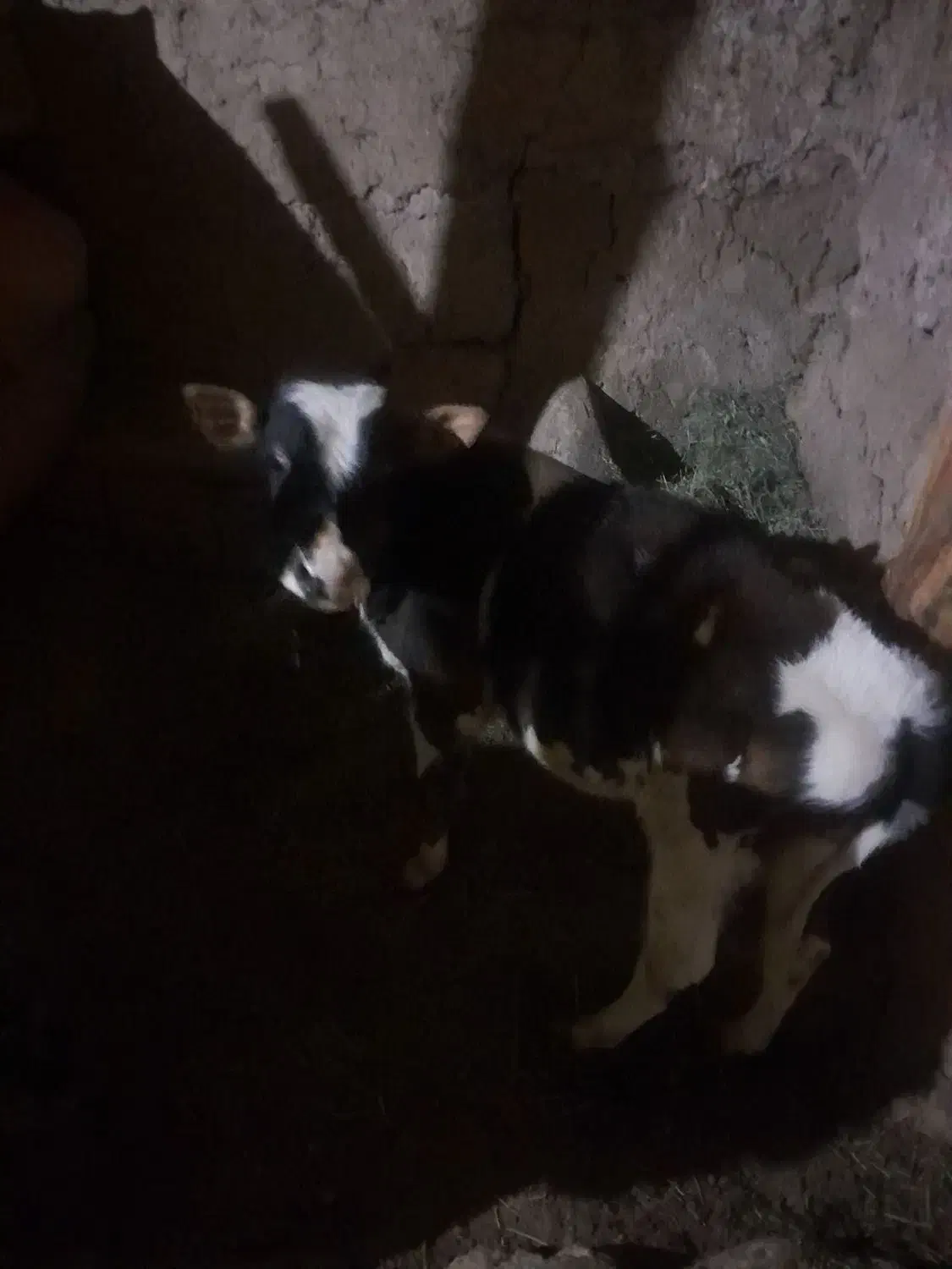 ۱۸۰۰۰۰۰|حیوانات مزرعه|تهران, شهرک فردوس (حسینی)|دیوار