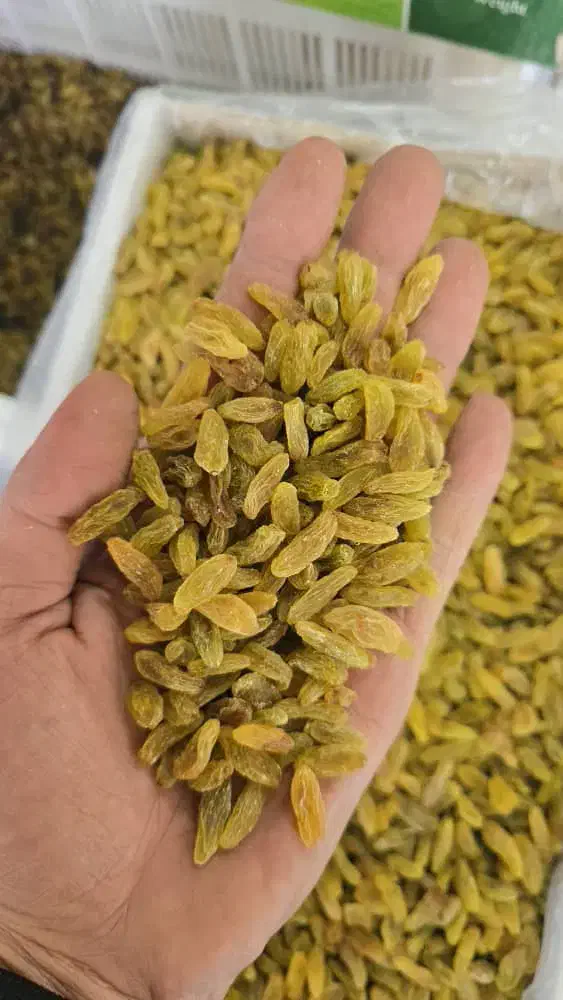 کشمش کاشمر داخل دانشگاه حکیم|خوردنی و آشامیدنی|سبزوار, توحیدشهر|دیوار