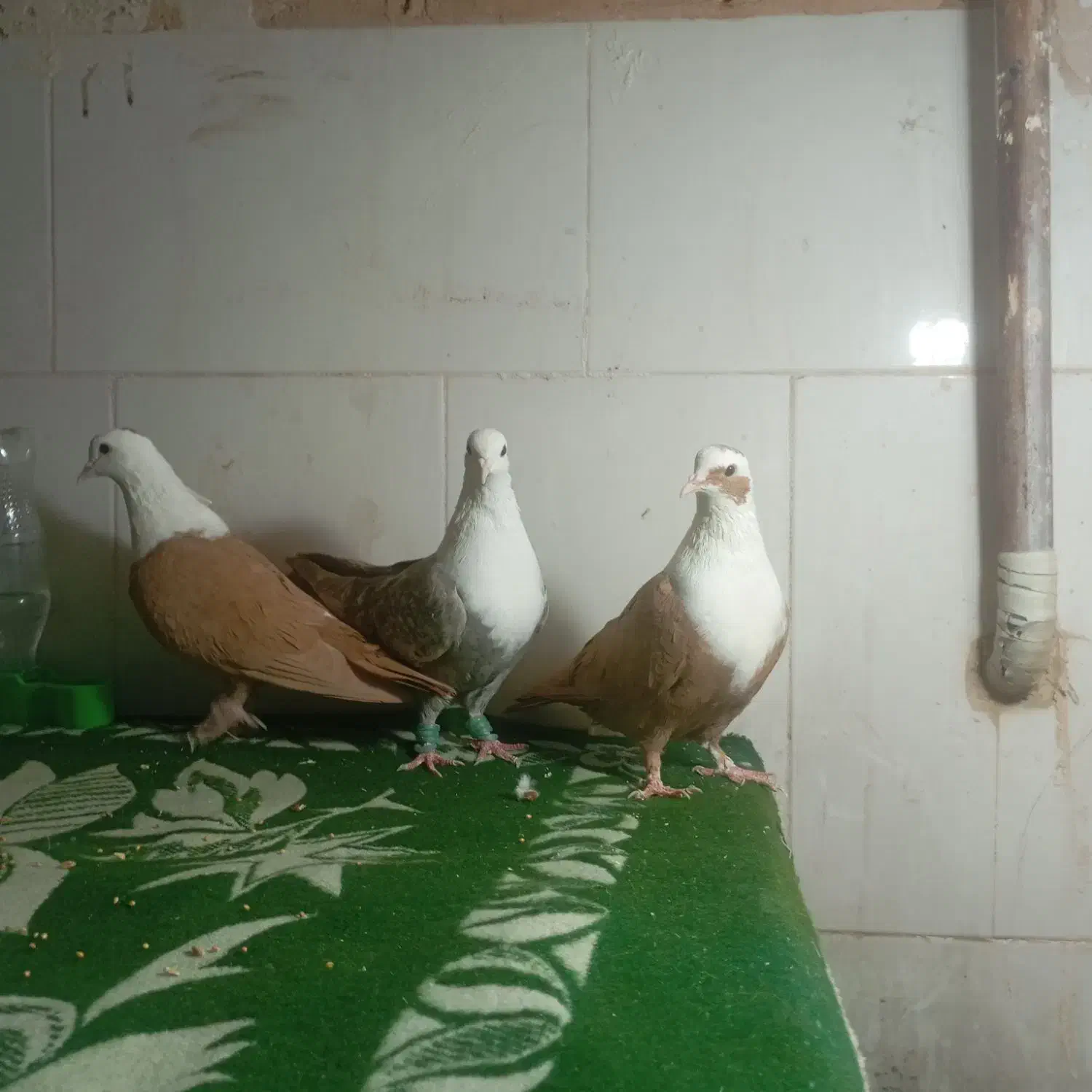 3 عدد کلاغ زرد خوشگل|پرنده|تربتحیدریه, بالا ولایت|دیوار