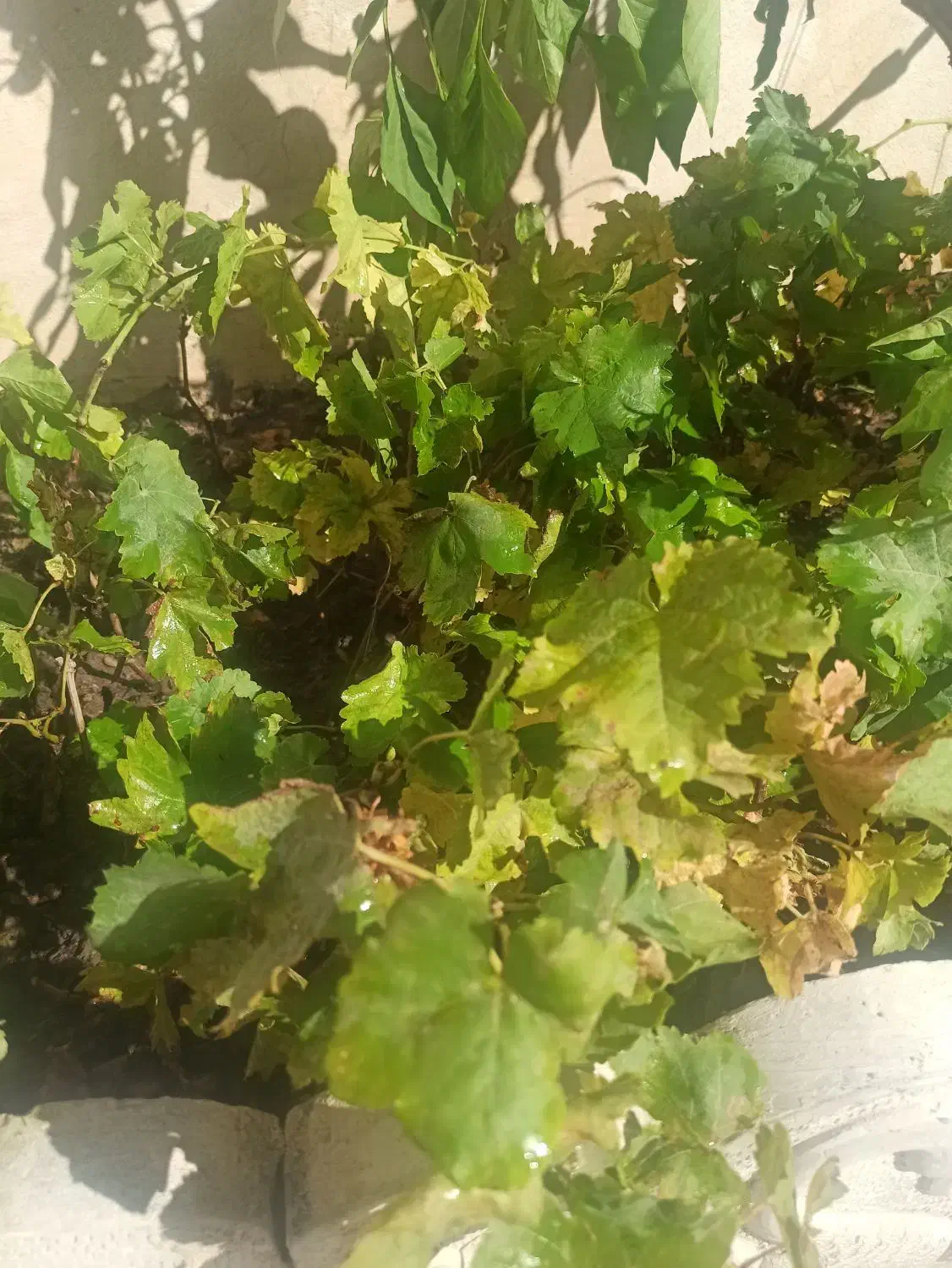 نحال انگور بیدانه سیاه ترکمن چای 4|گل و گیاه طبیعی|مشگین شهر, |دیوار