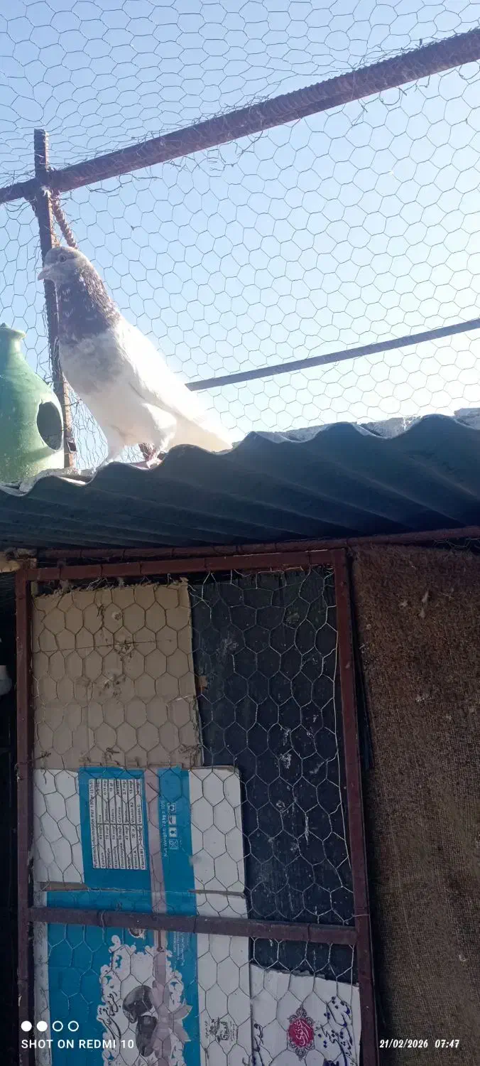 کبوتر|پرنده|بم, |دیوار