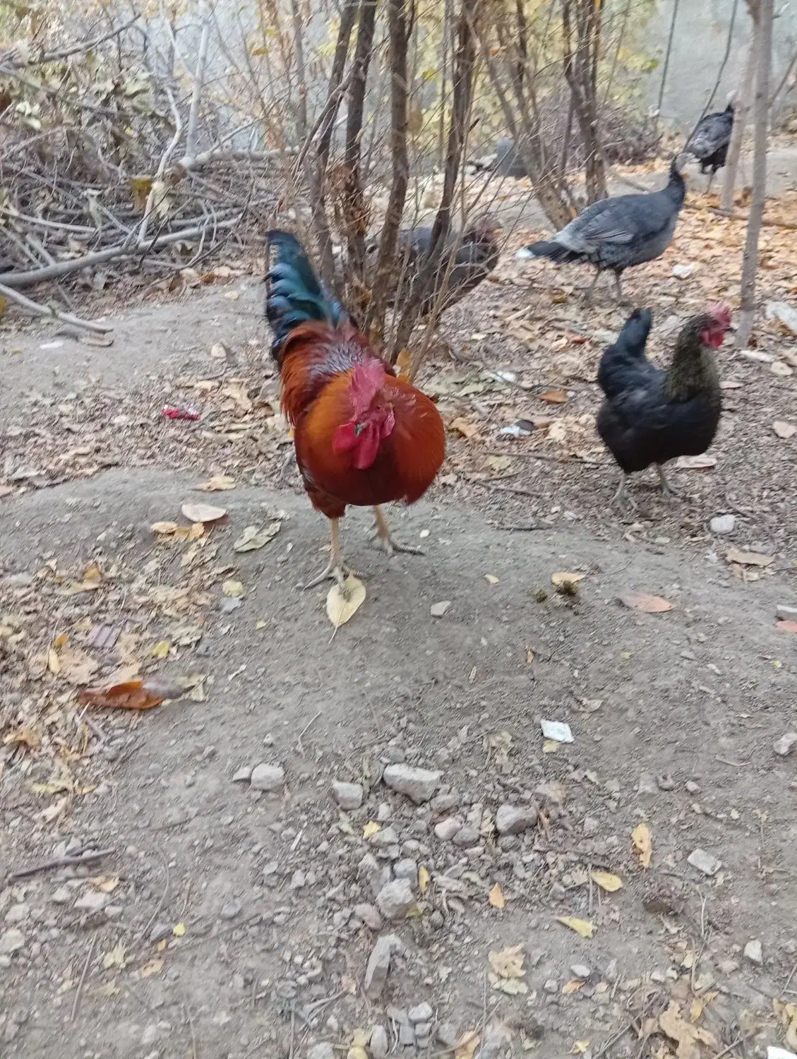 خروس محلی ، مرغ ، اردک|حیوانات مزرعه|چناران, |دیوار