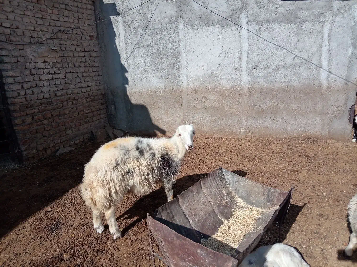 قوچ|حیوانات مزرعه|سیلاخور, |دیوار