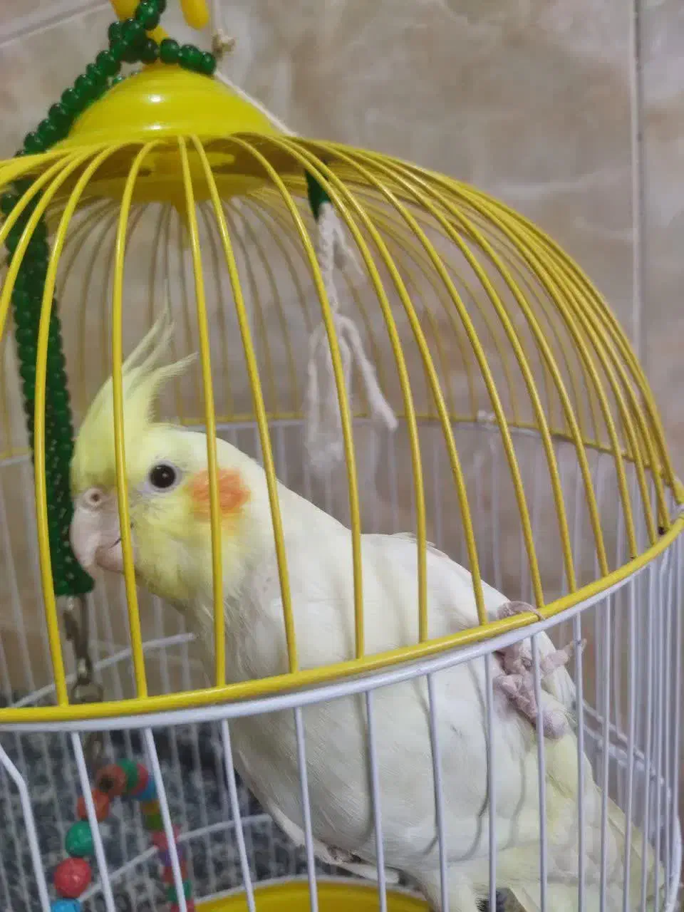 فروش فوری عروس هلندی نر بازیگوش|پرنده|بردسکن, |دیوار