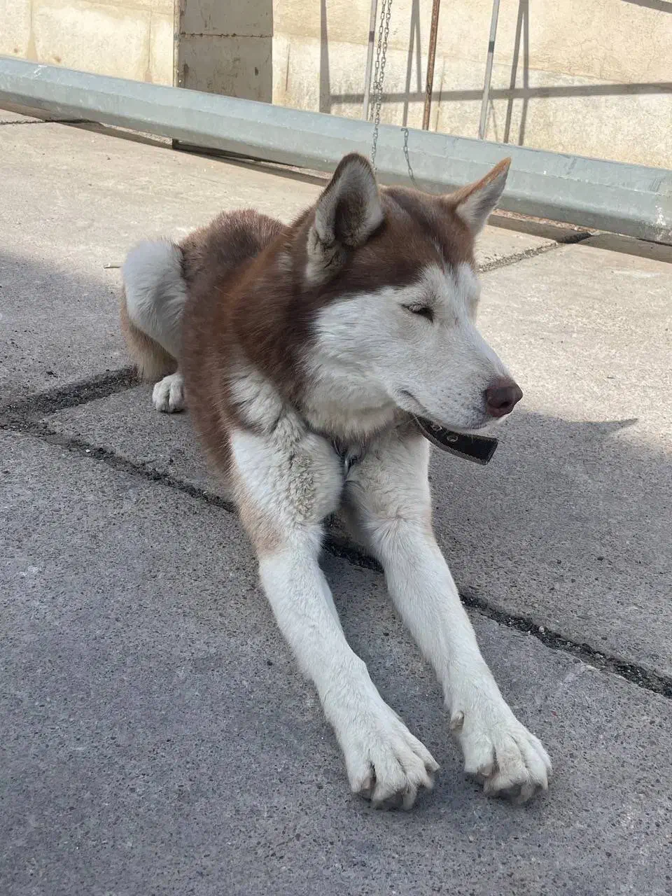 سگ هاسکی گلد کمیاب|سگ|شیراز, تندگویان|دیوار