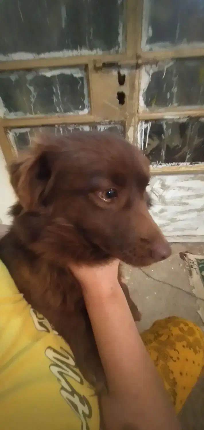 واگذاری سگ پاکوتاه|سگ|شیروان (خراسان), |دیوار