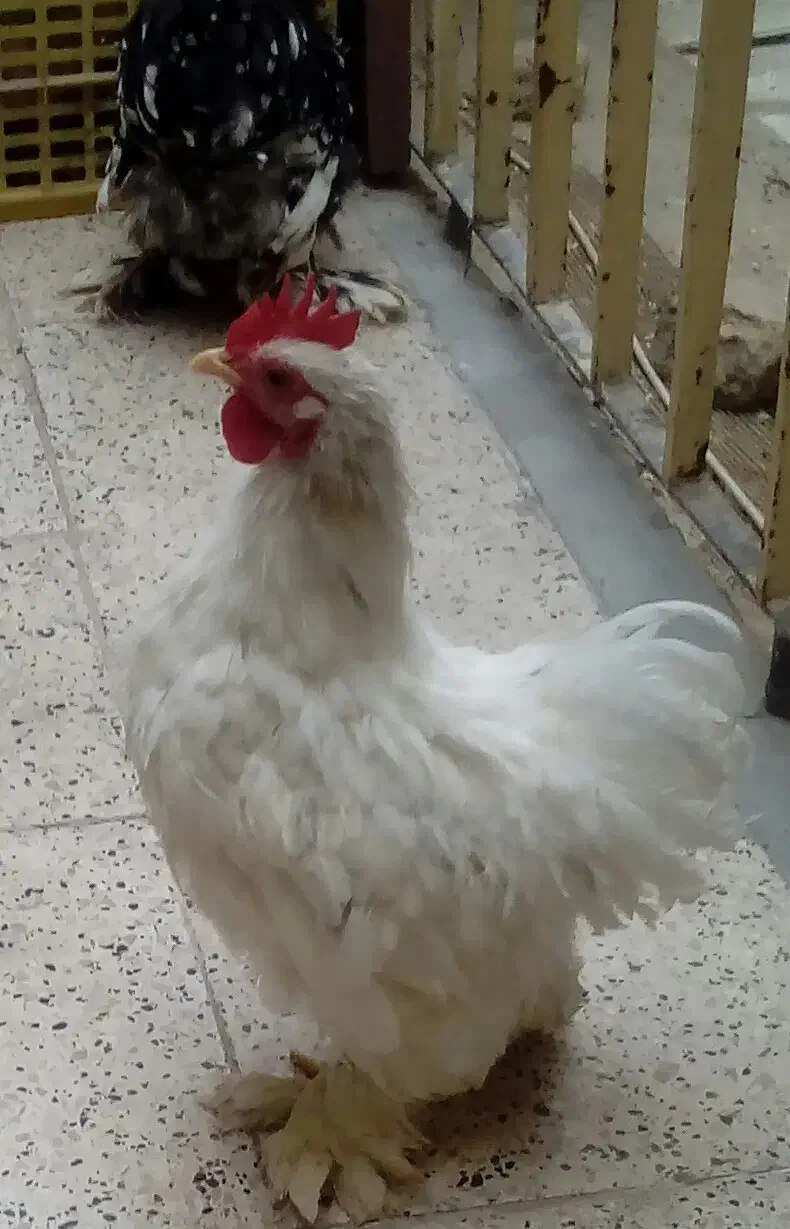 قفس. کوشین|لوازم جانبی حیوانات|مشهد, حجت|دیوار