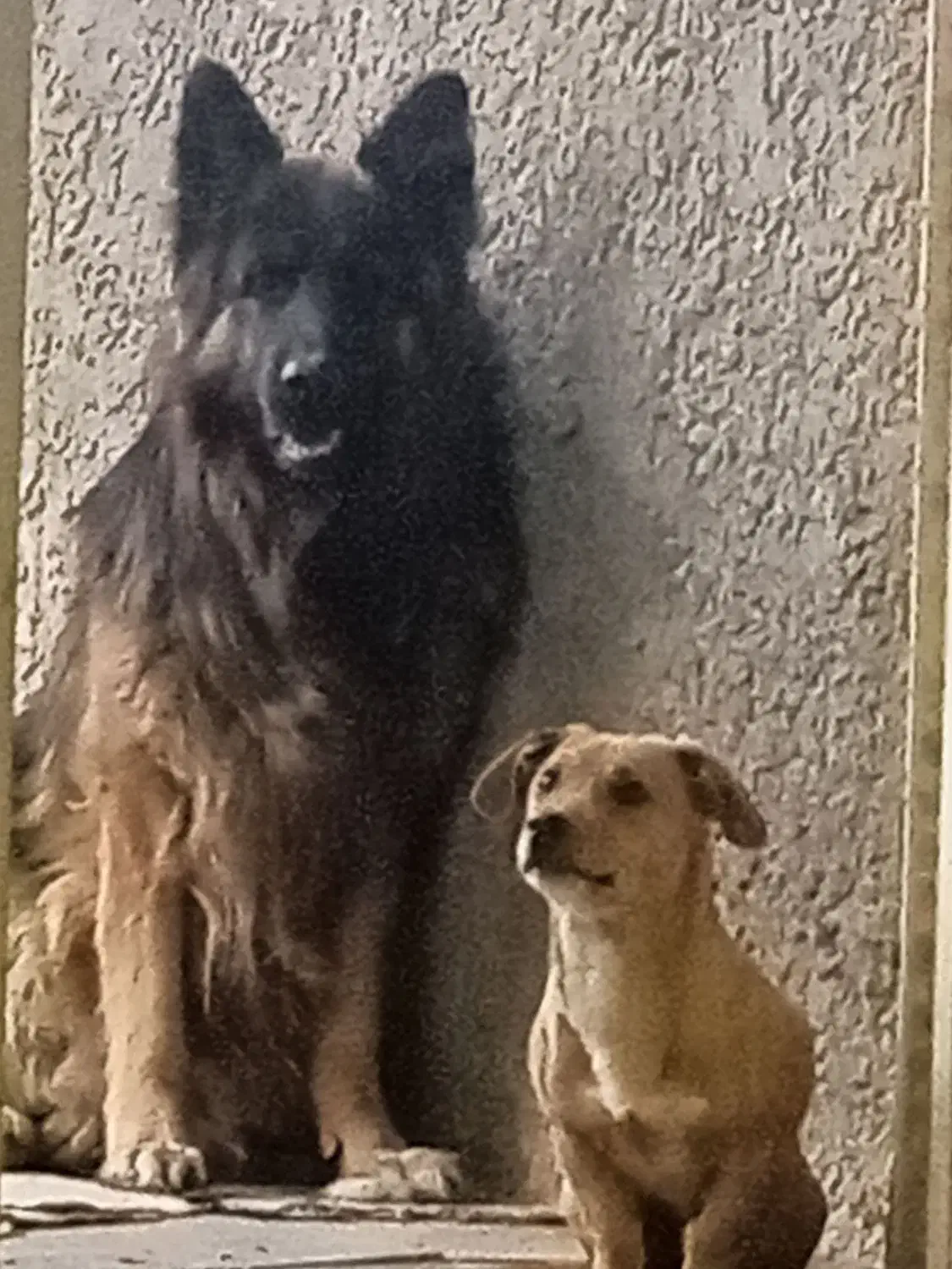 ژرمن موبلند نر|سگ|بردسیر, |دیوار