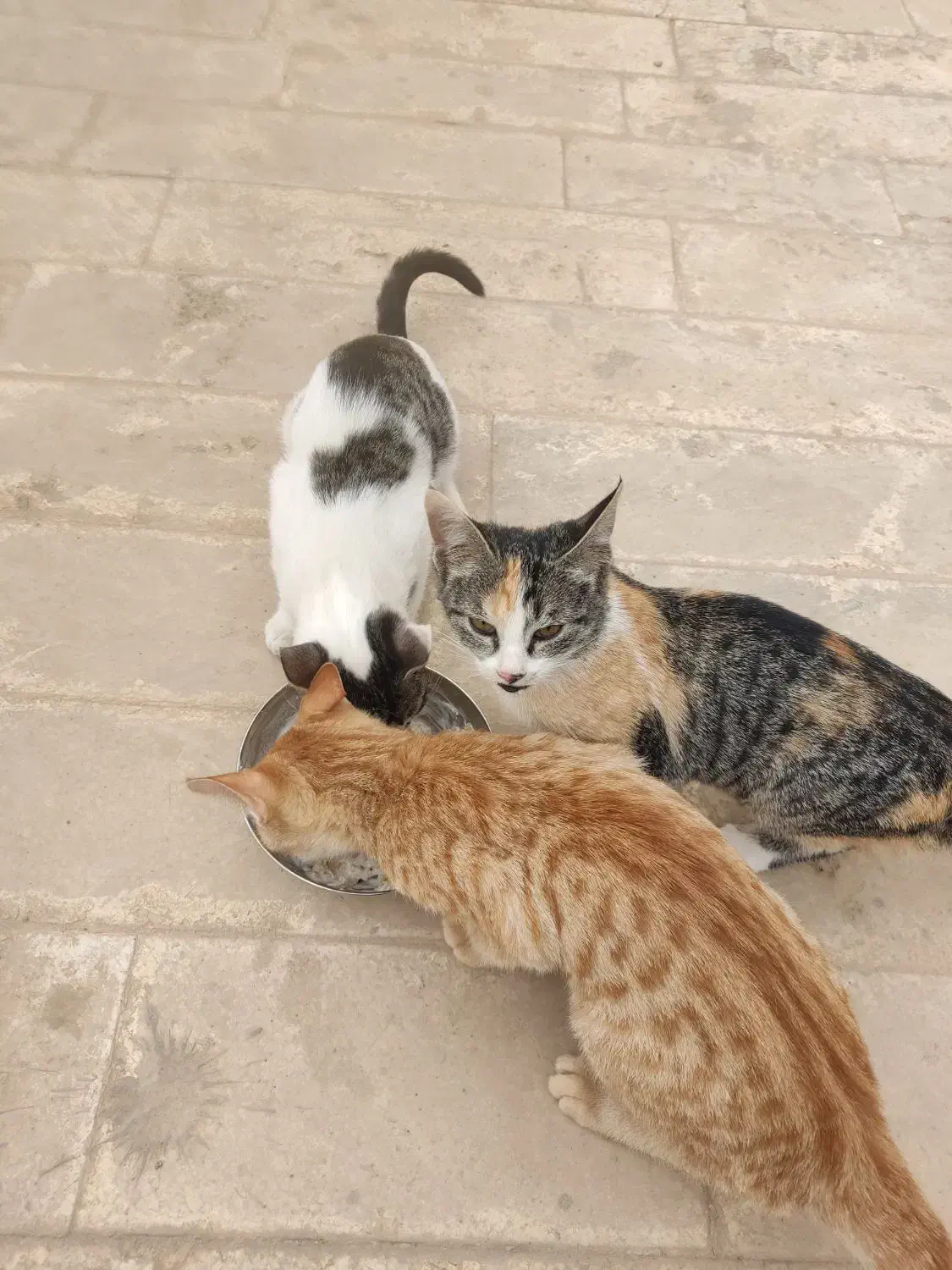 واگذاری بچه گربه|گربه|قم, پردیسان|دیوار