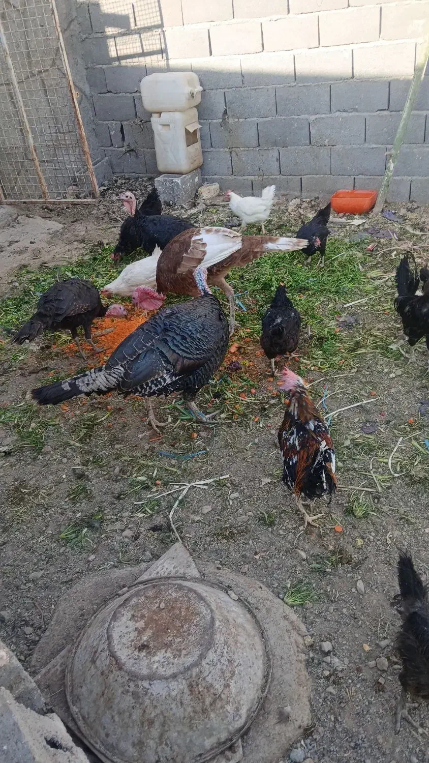 بقلمو|حیوانات مزرعه|قم, تولید دارو و یخچال|دیوار