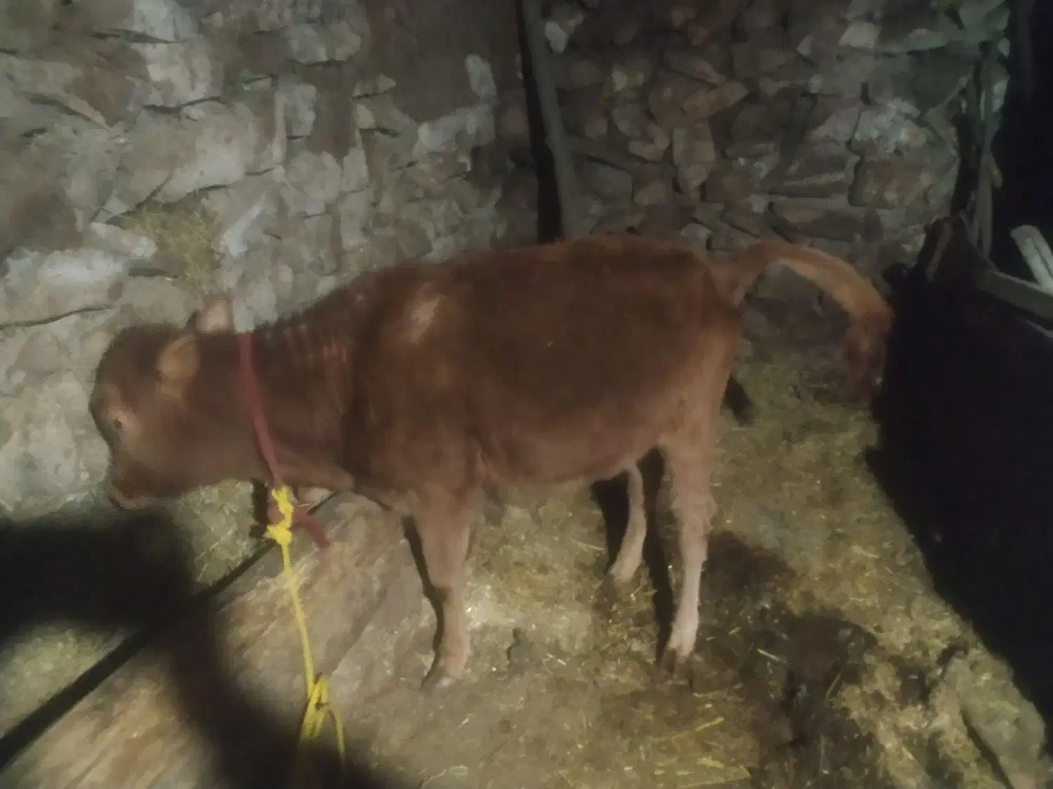 به دلیل نیاز مالی ماده|حیوانات مزرعه|چهاردانگه (آذربایجان), |دیوار