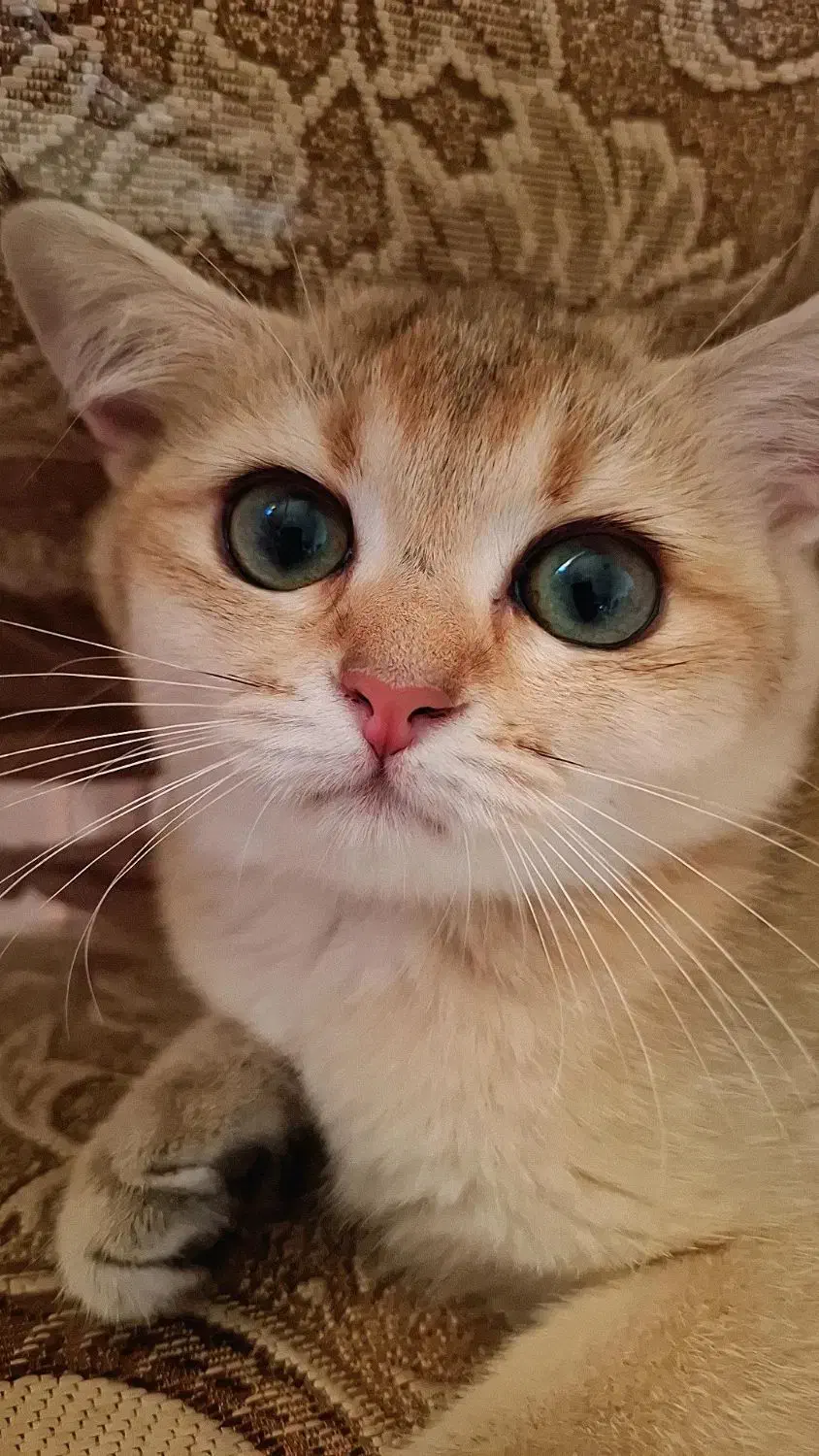 گربه بریتیش گلد گم شده|حیوانات|گرگان, |دیوار