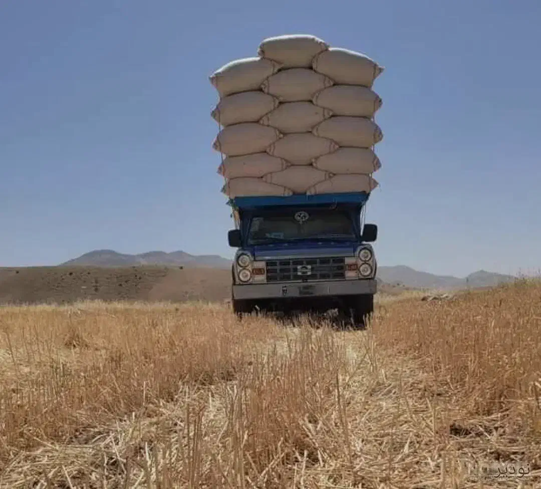 کاه|لوازم جانبی حیوانات|رشت, جانبازان|دیوار