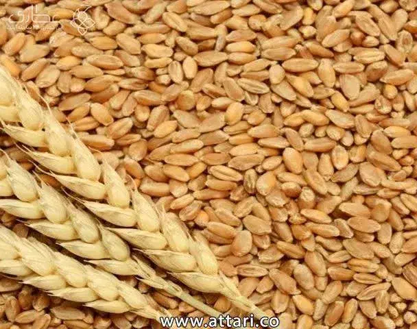 گندم|عمدهفروشی|کارزان, |دیوار